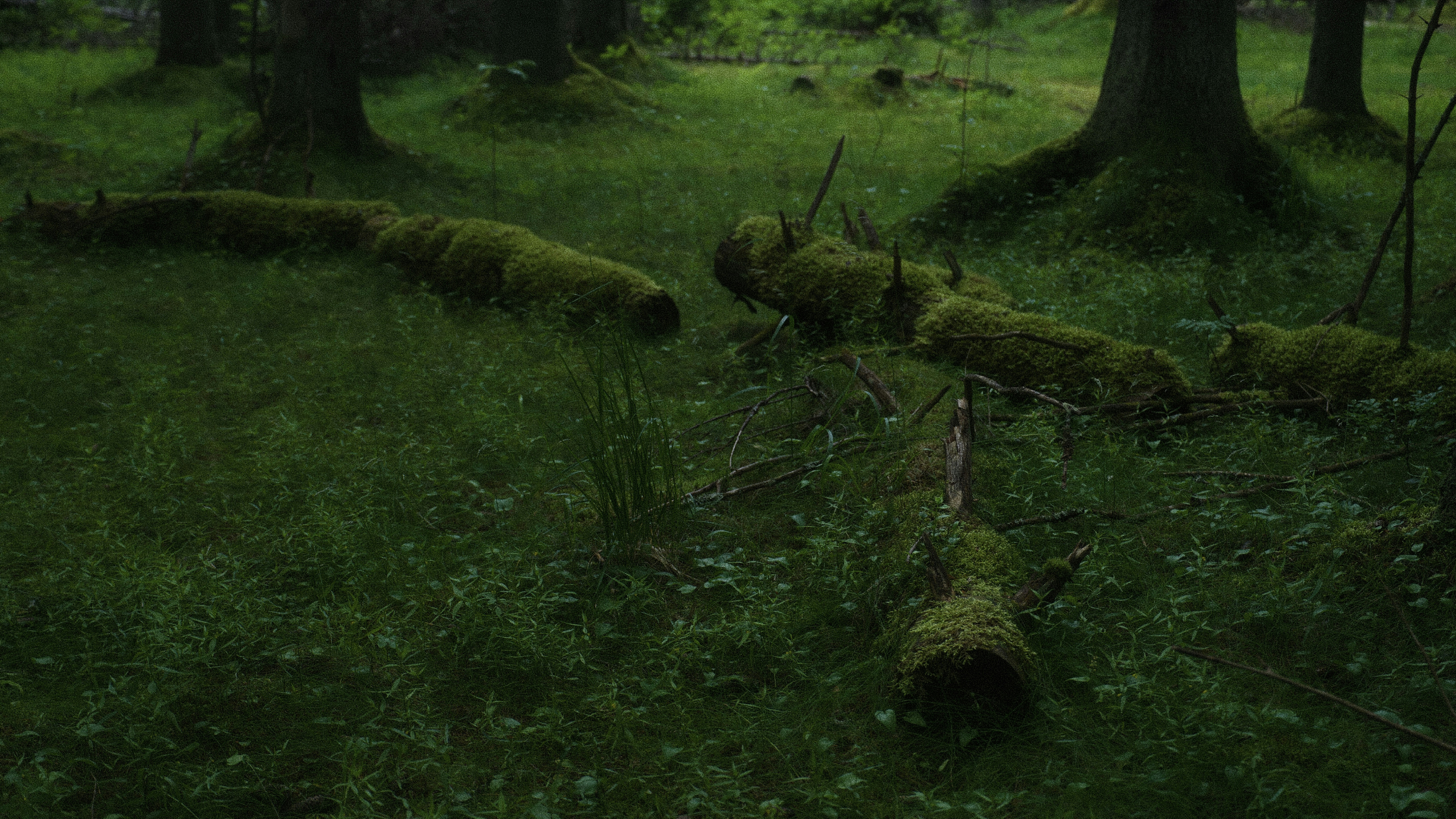 Fallen, moss-covered logs lie on a grassy forest floor.