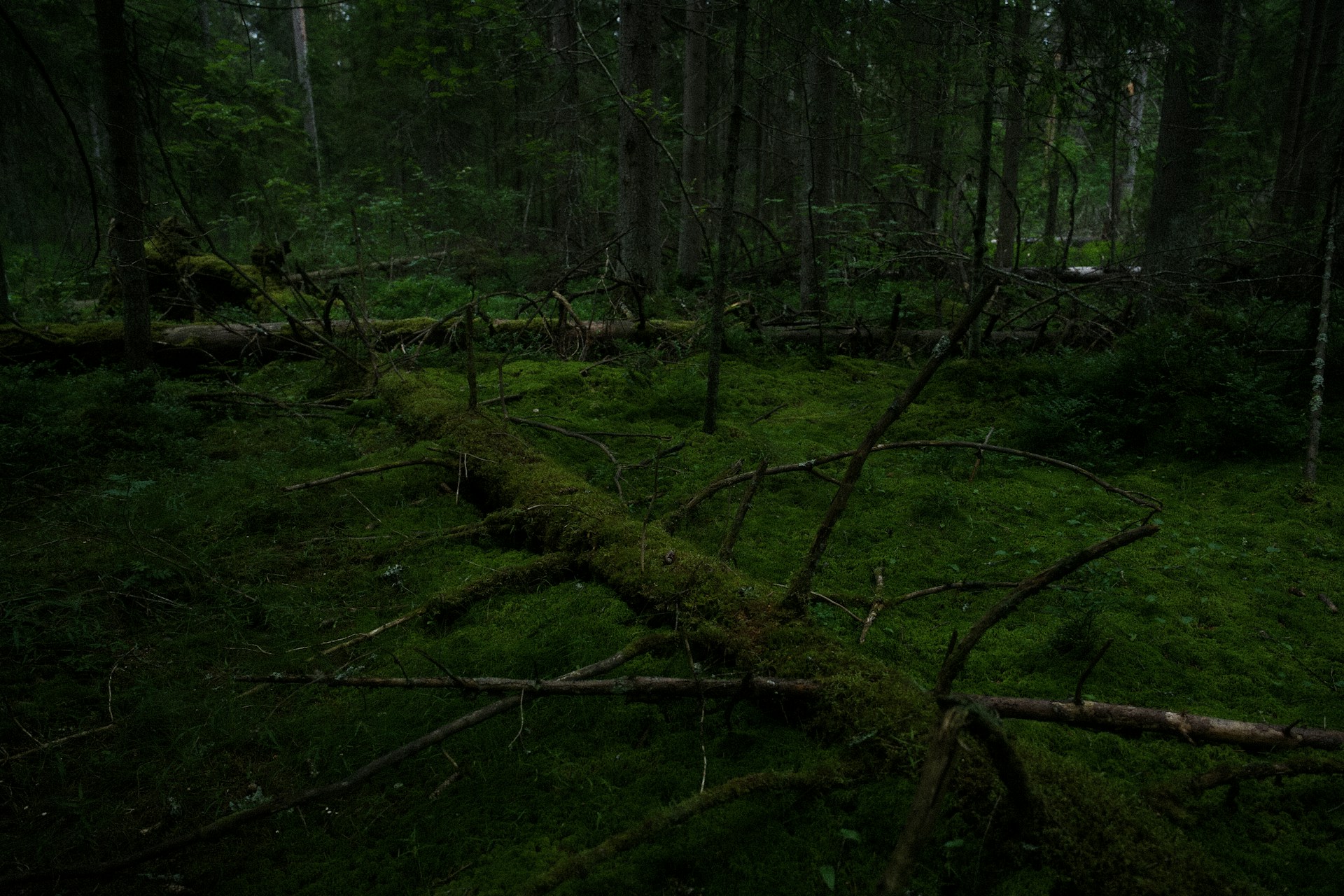 A dark and lush forest filled with trees.