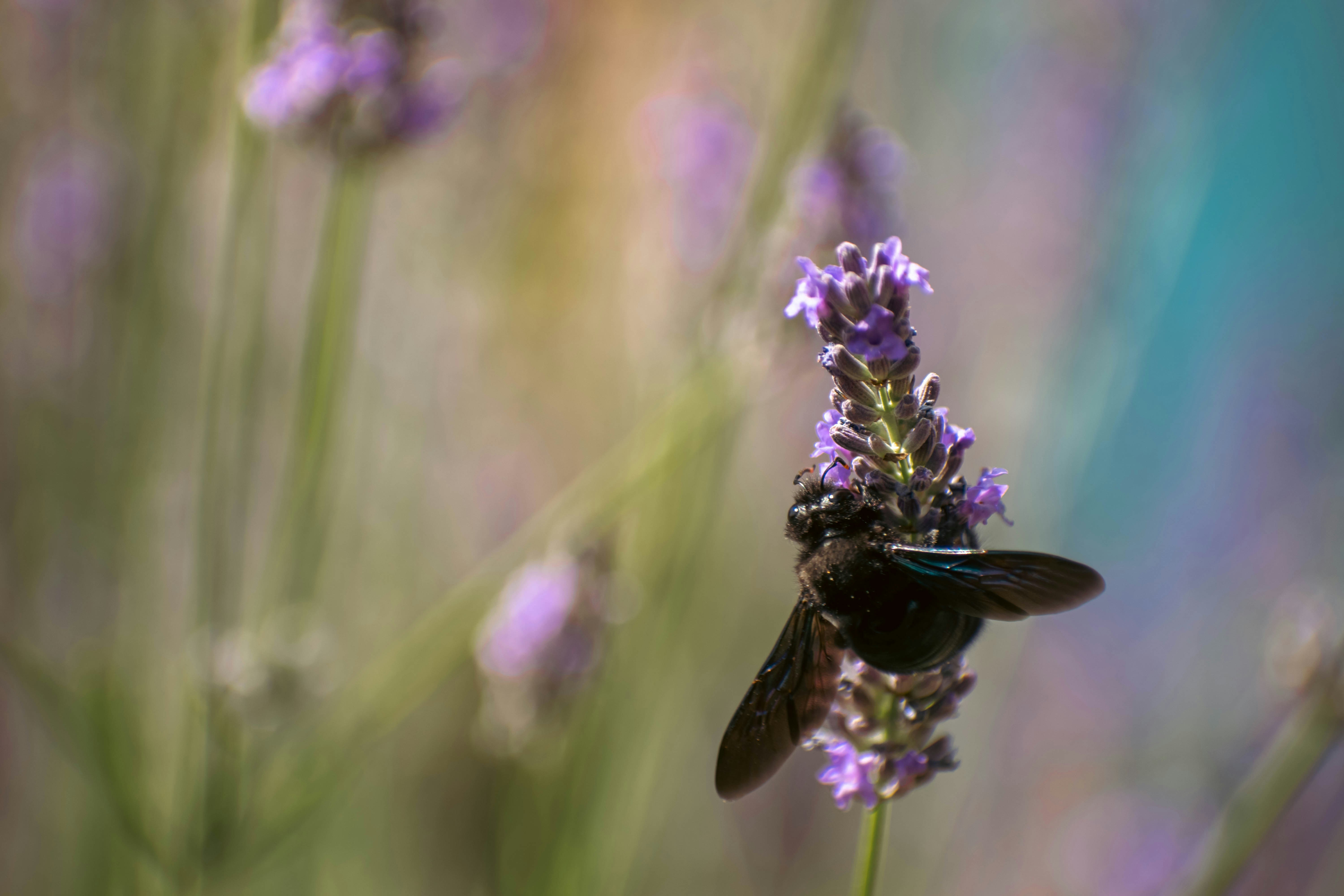 Eine Biene bestäubt Lavendelblüten in einem Garten.