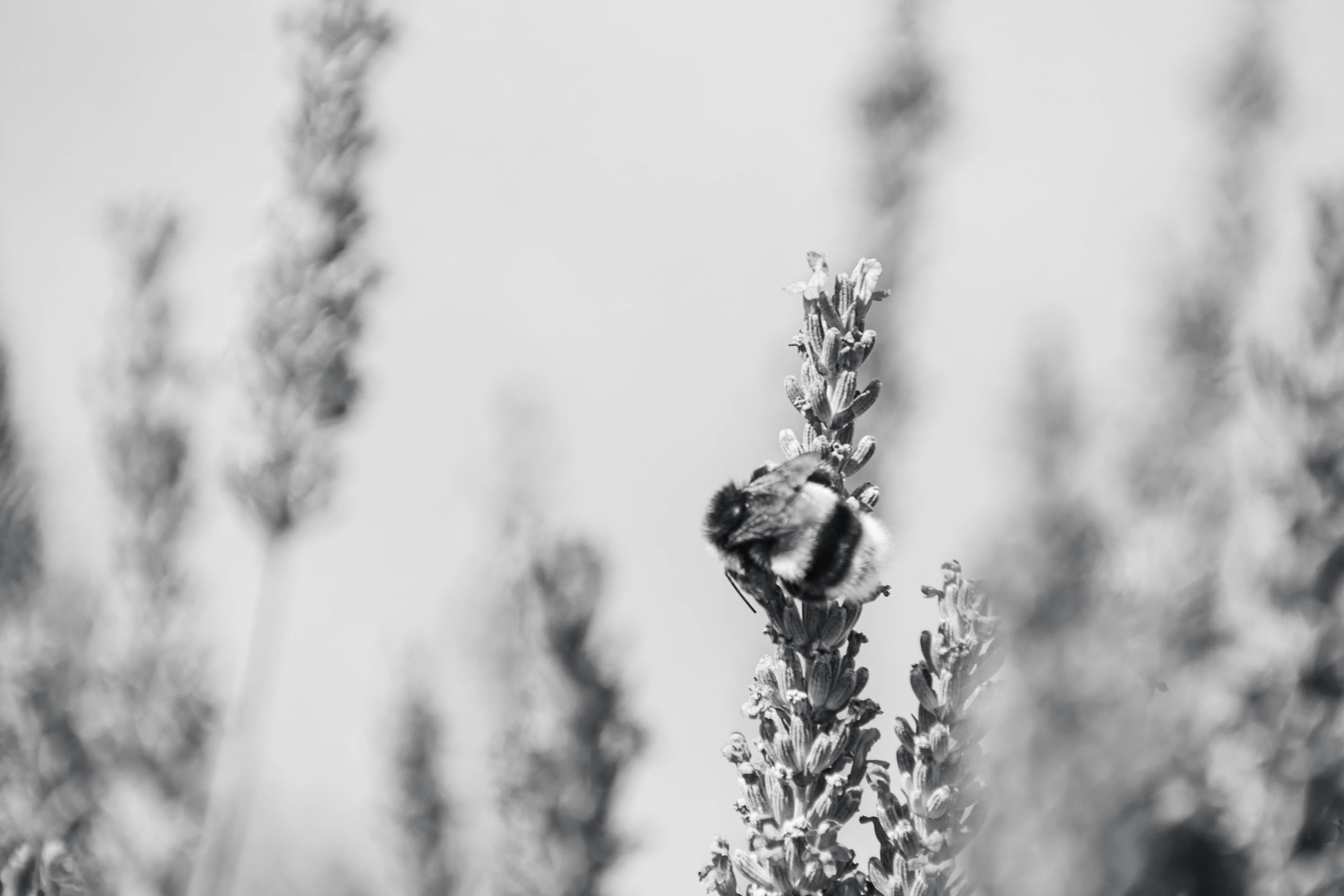 Eine Biene ruht sich auf einer Lavendelpflanze aus.