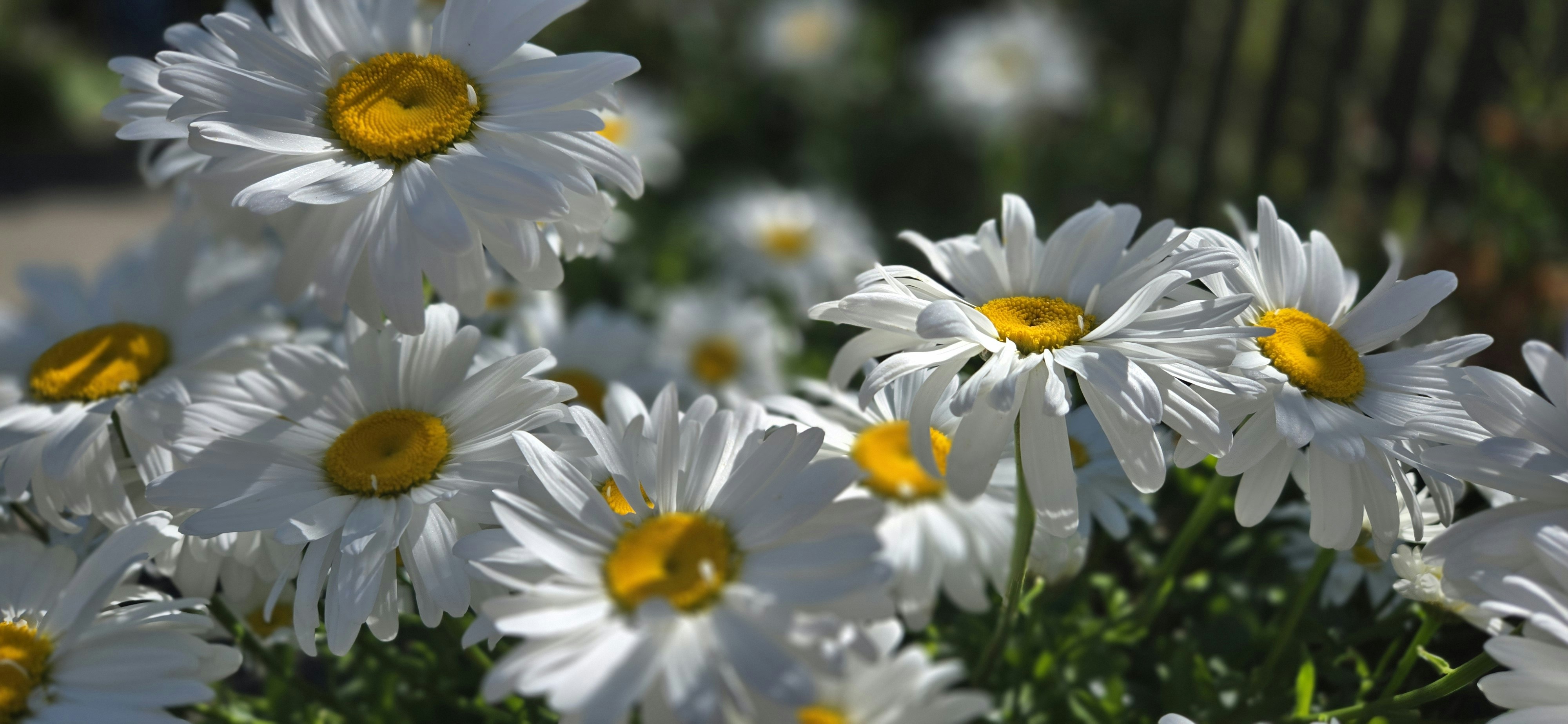 Bright white daisies in a sunny garden.