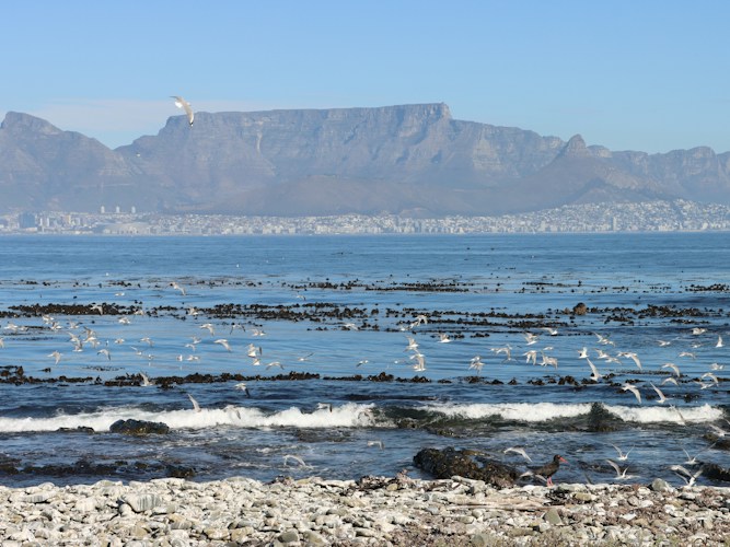 Table Mountain: Cape Town's Flat-Topped Icon