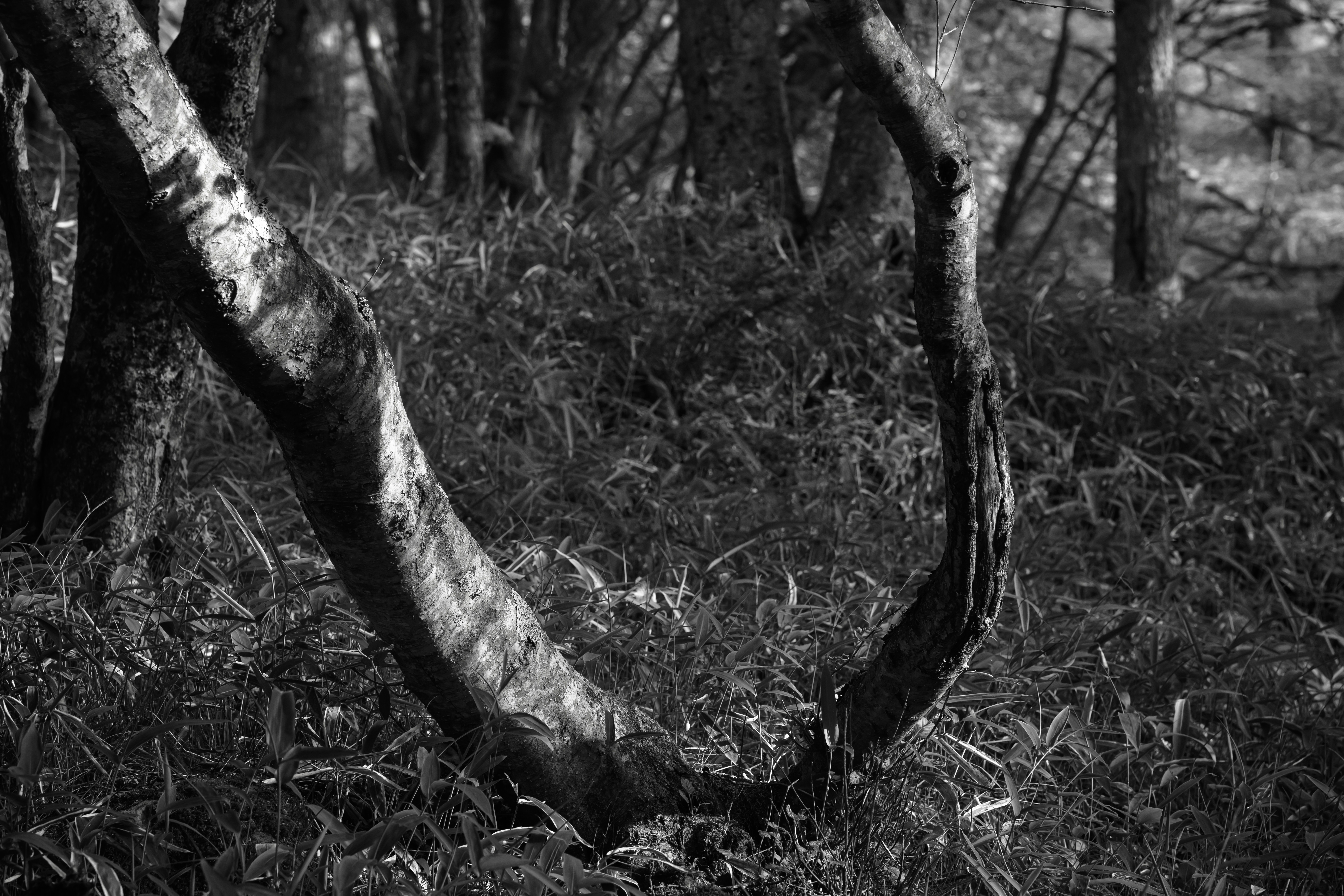 Photo by hayato_no_kiroku