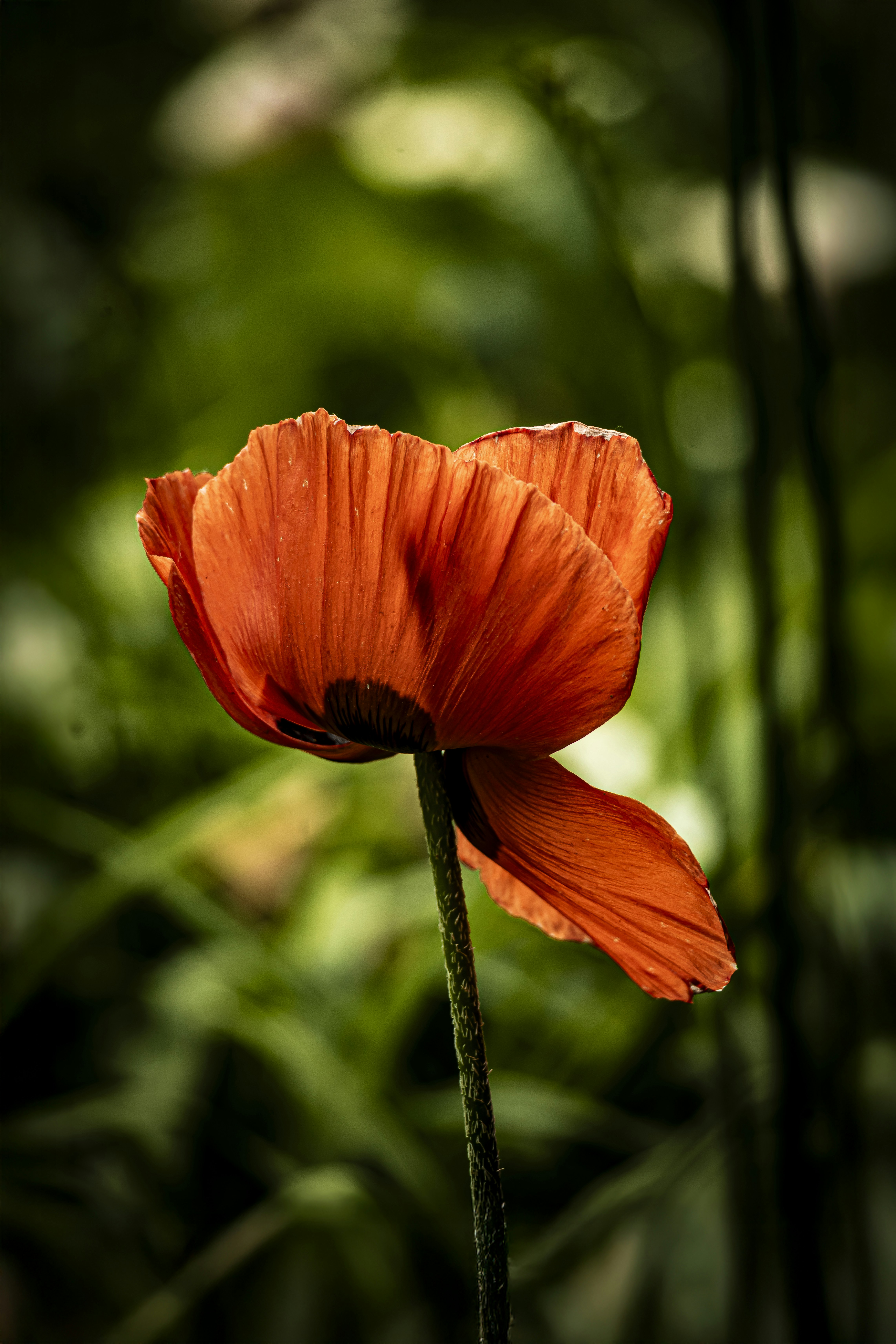 A bright orange poppy blooms in the garden.