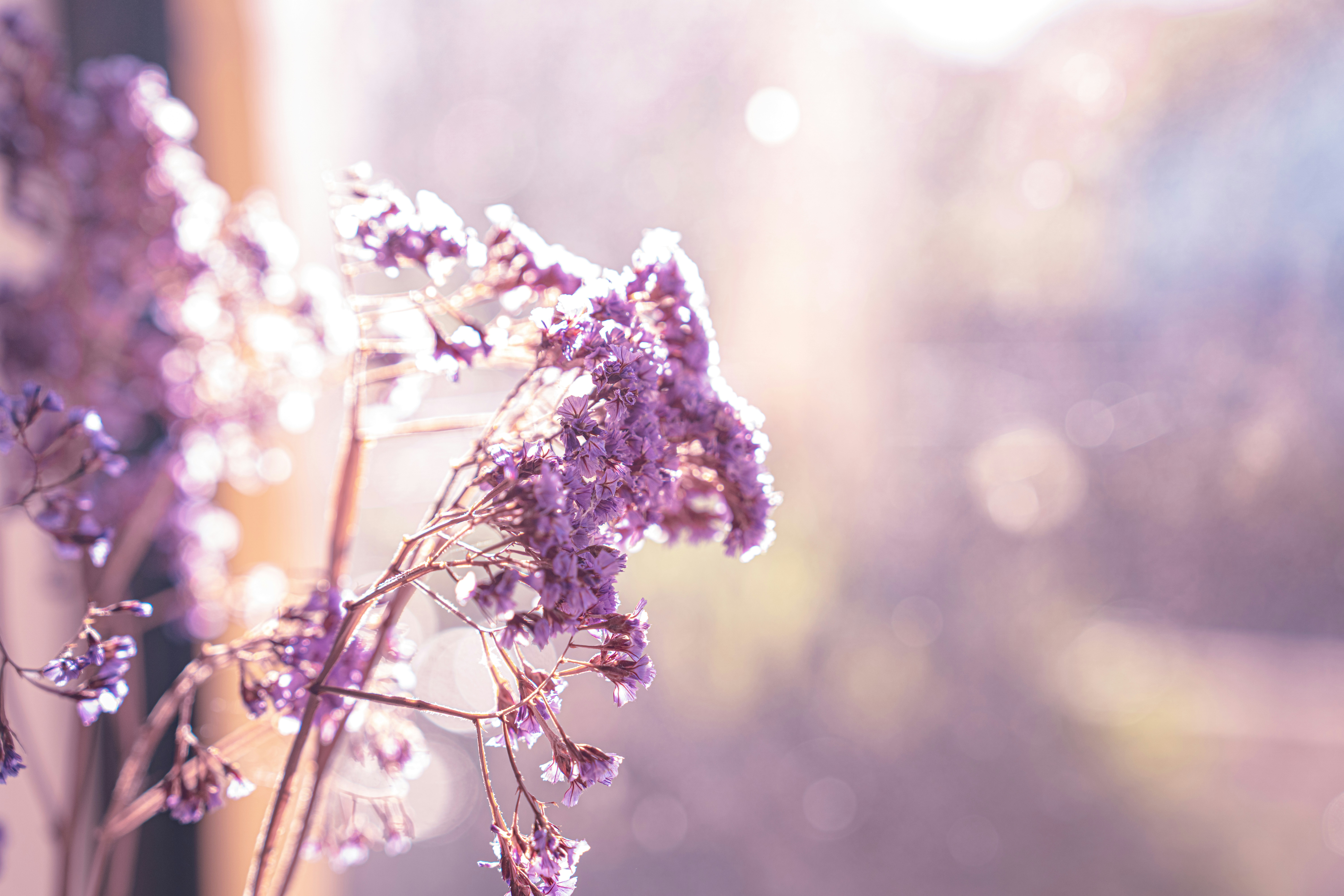 Purple flowers are lit by soft, warm sunlight. photo – Free Image on  Unsplash, image size:3000x2000