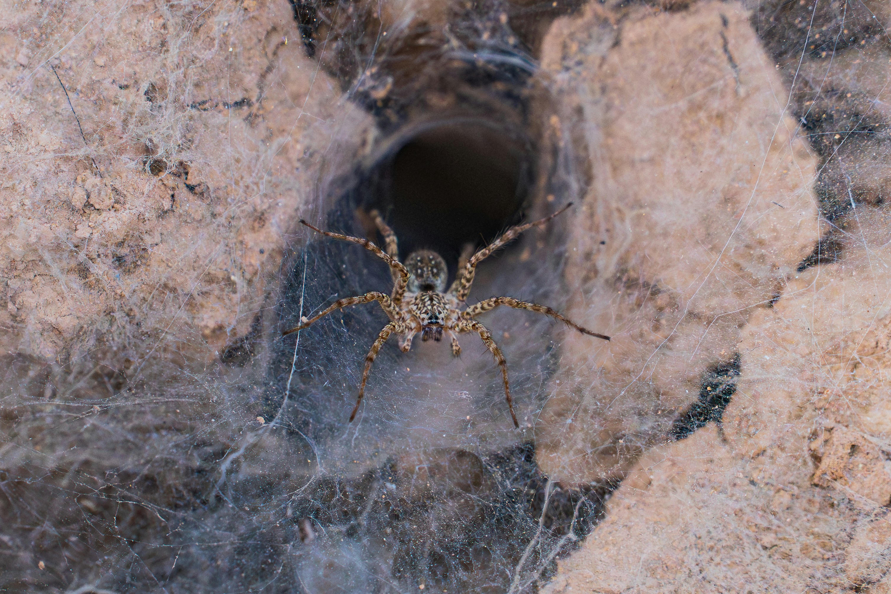 photo 1751700749002 bb1b31c779b1?crop=entropy&cs=tinysrgb&fit=max&fm=jpg&ixid=M3w1MjQ0NjR8MHwxfHNlYXJjaHwxNnx8UGVzdCUyMENvbnRyb2wlMjBTZXJ2aWNlJTIwR29vZHllYXIlMjBBcml6b25hfGVufDB8MHx8fDE3NjAzMTI1Mzl8MA&ixlib=rb 4.1