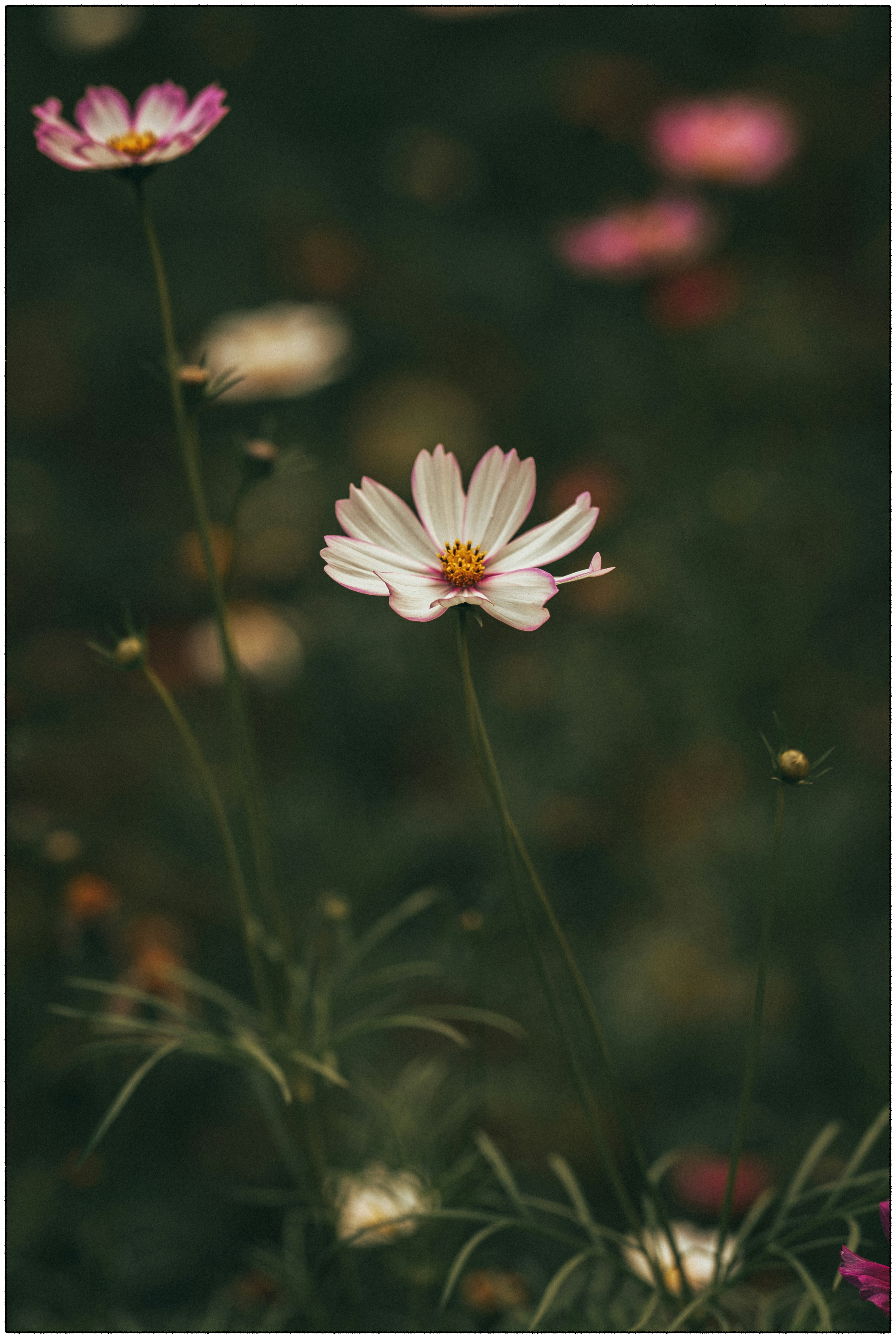 Photo by tiendat4393