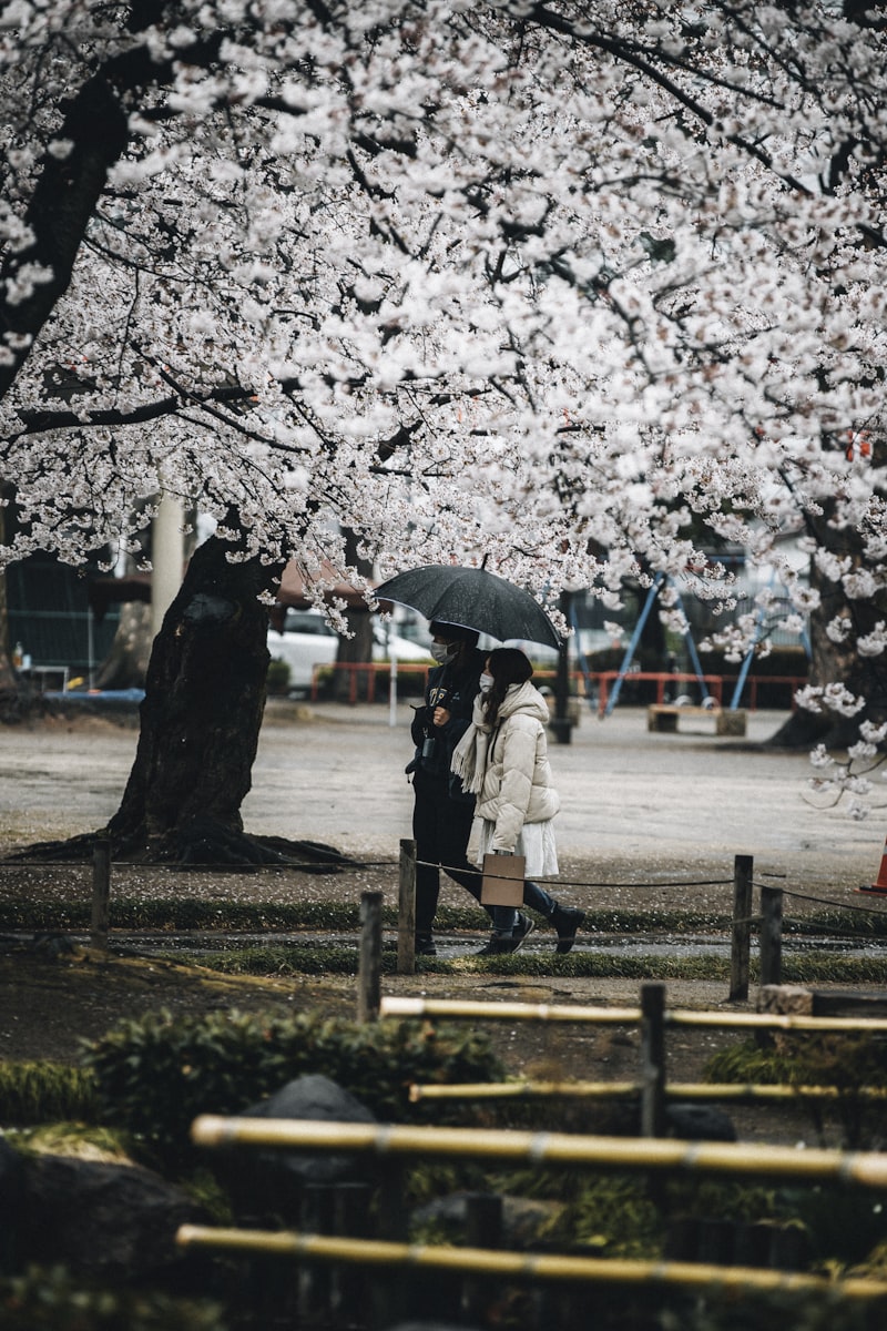 spring breeze, Fukuoka, warm weather, cherry blossoms, people walking outdoors