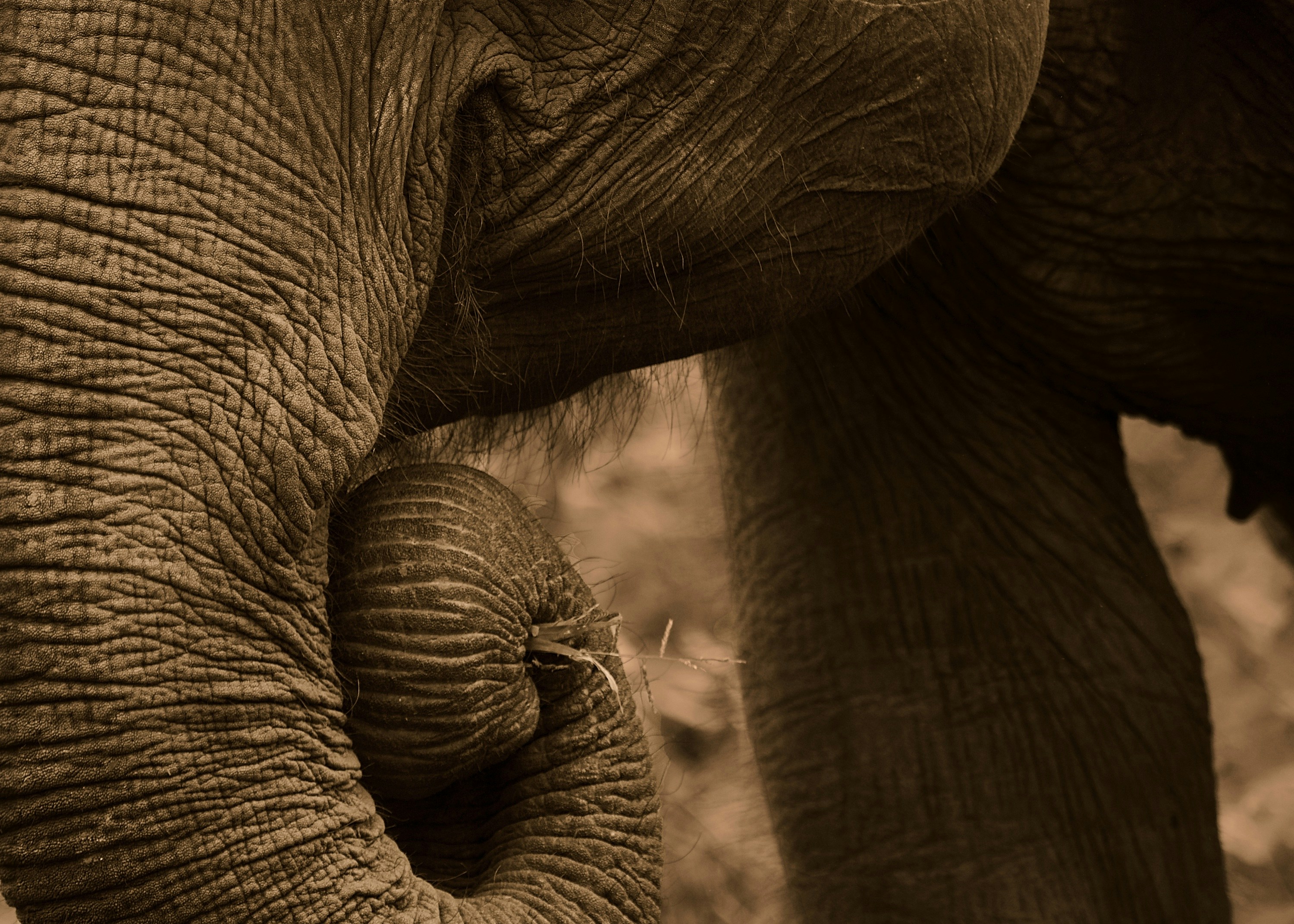 Elephant's trunk and skin are the main focus.