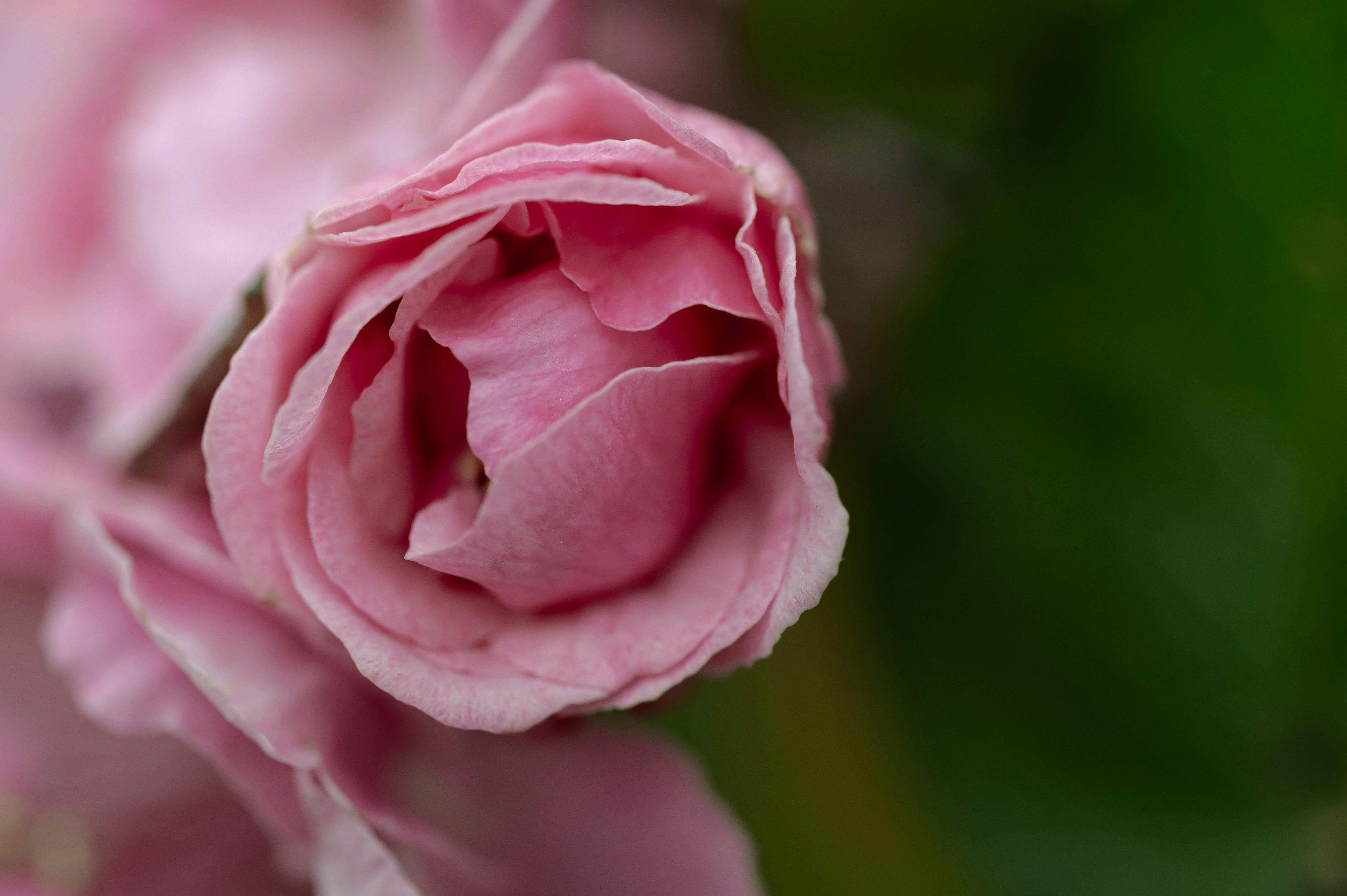 Photo by volodymyr_leush