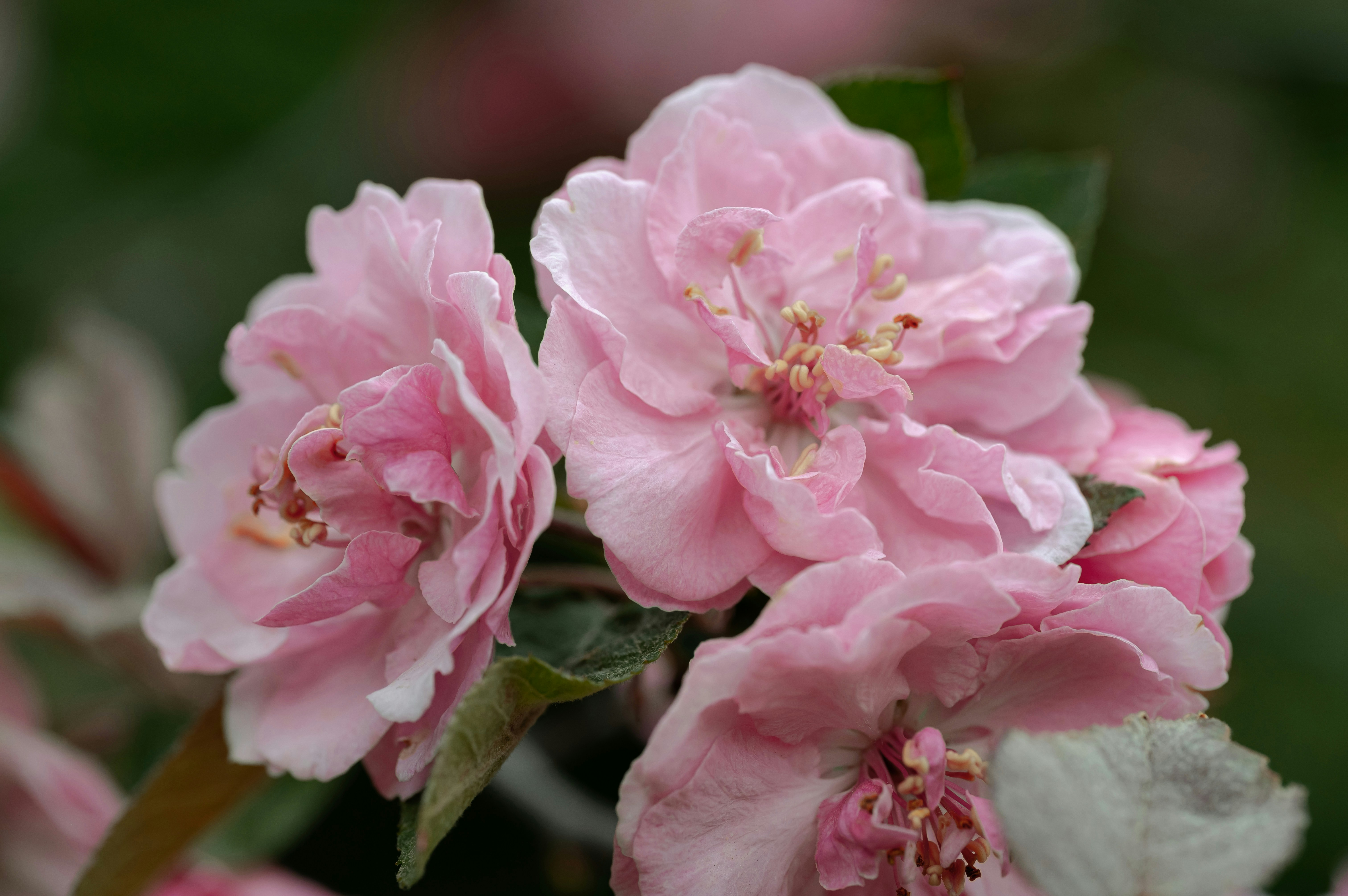 Photo by volodymyr_leush