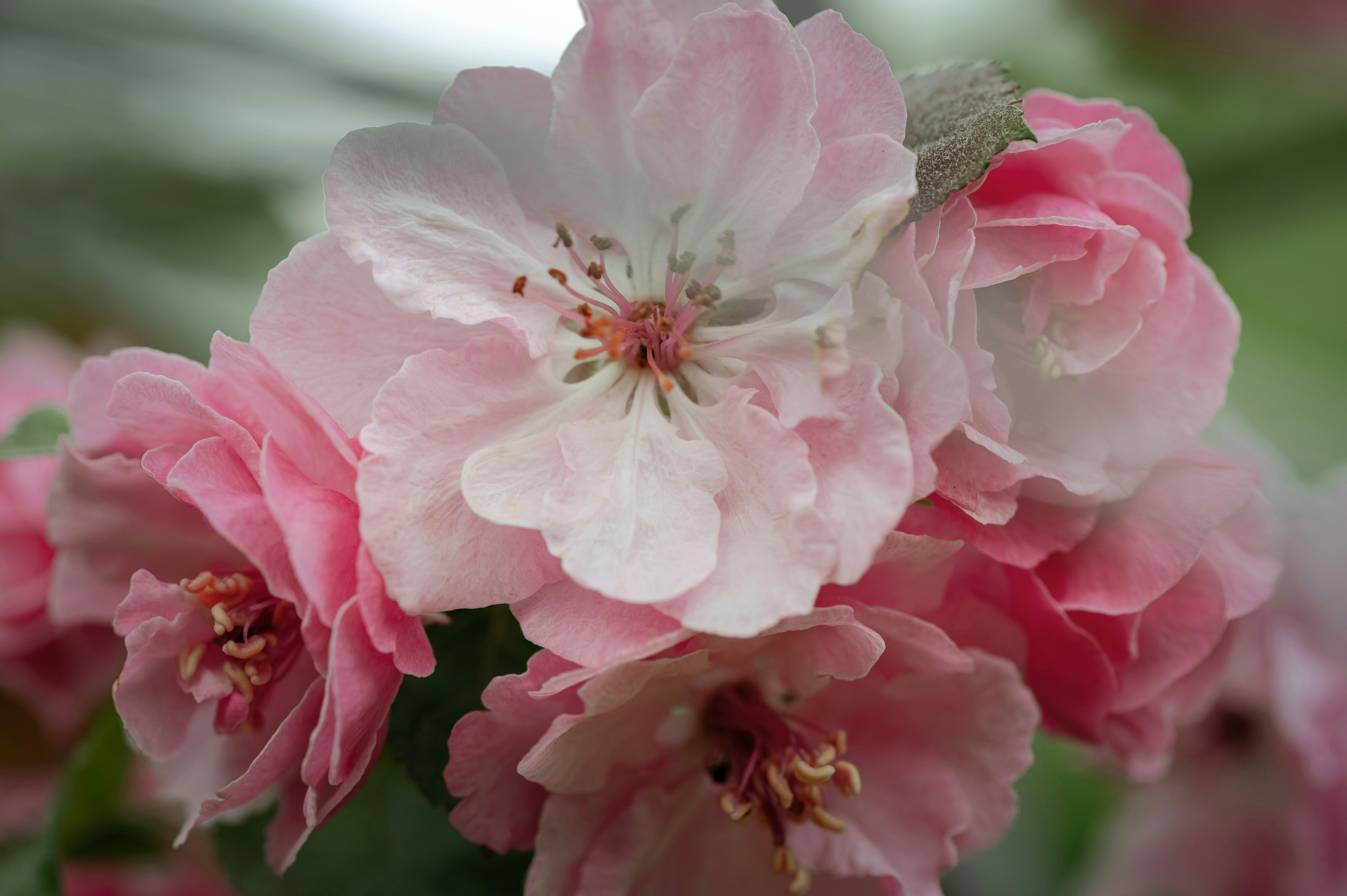 Photo by volodymyr_leush