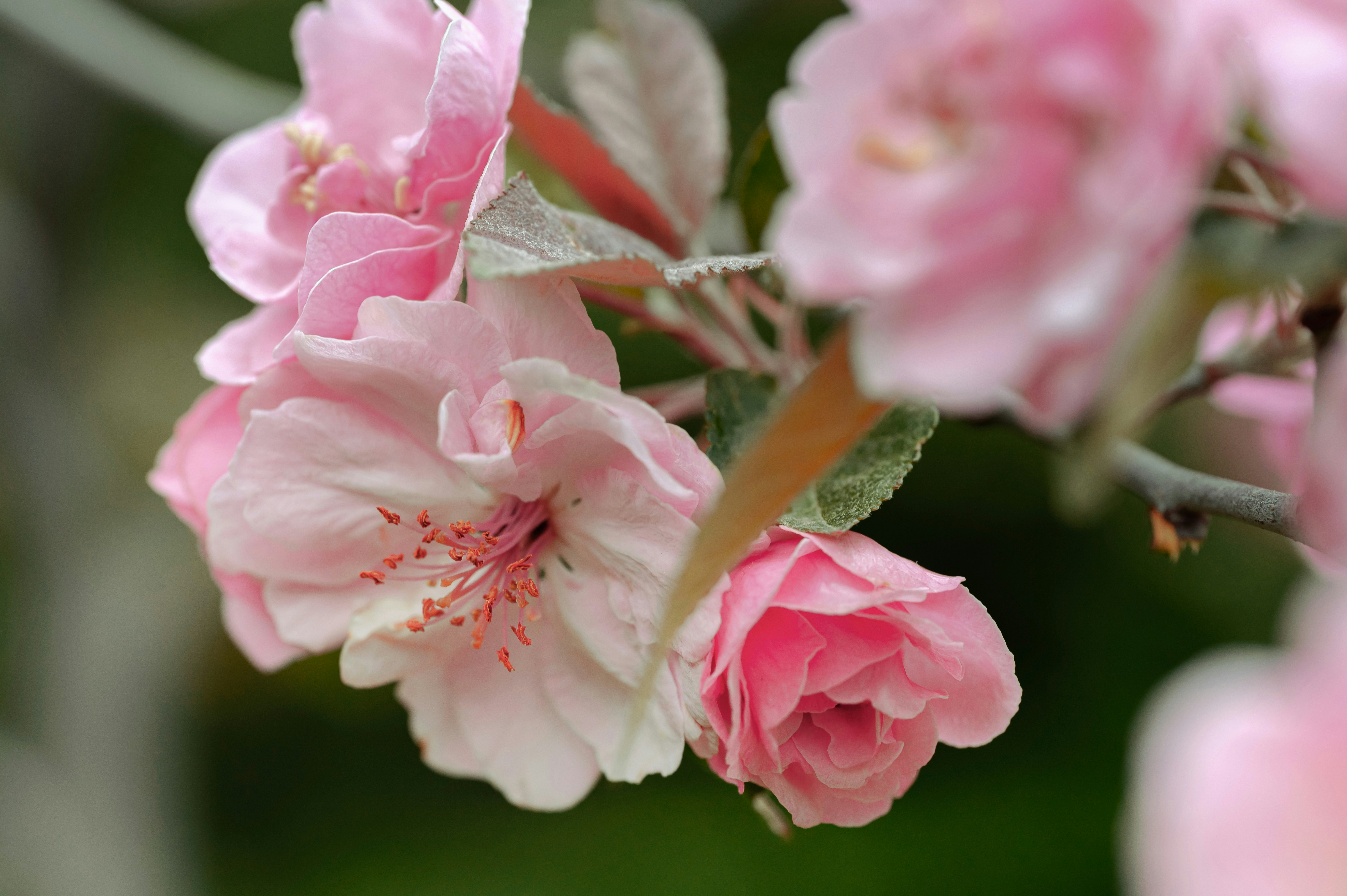 Photo by volodymyr_leush