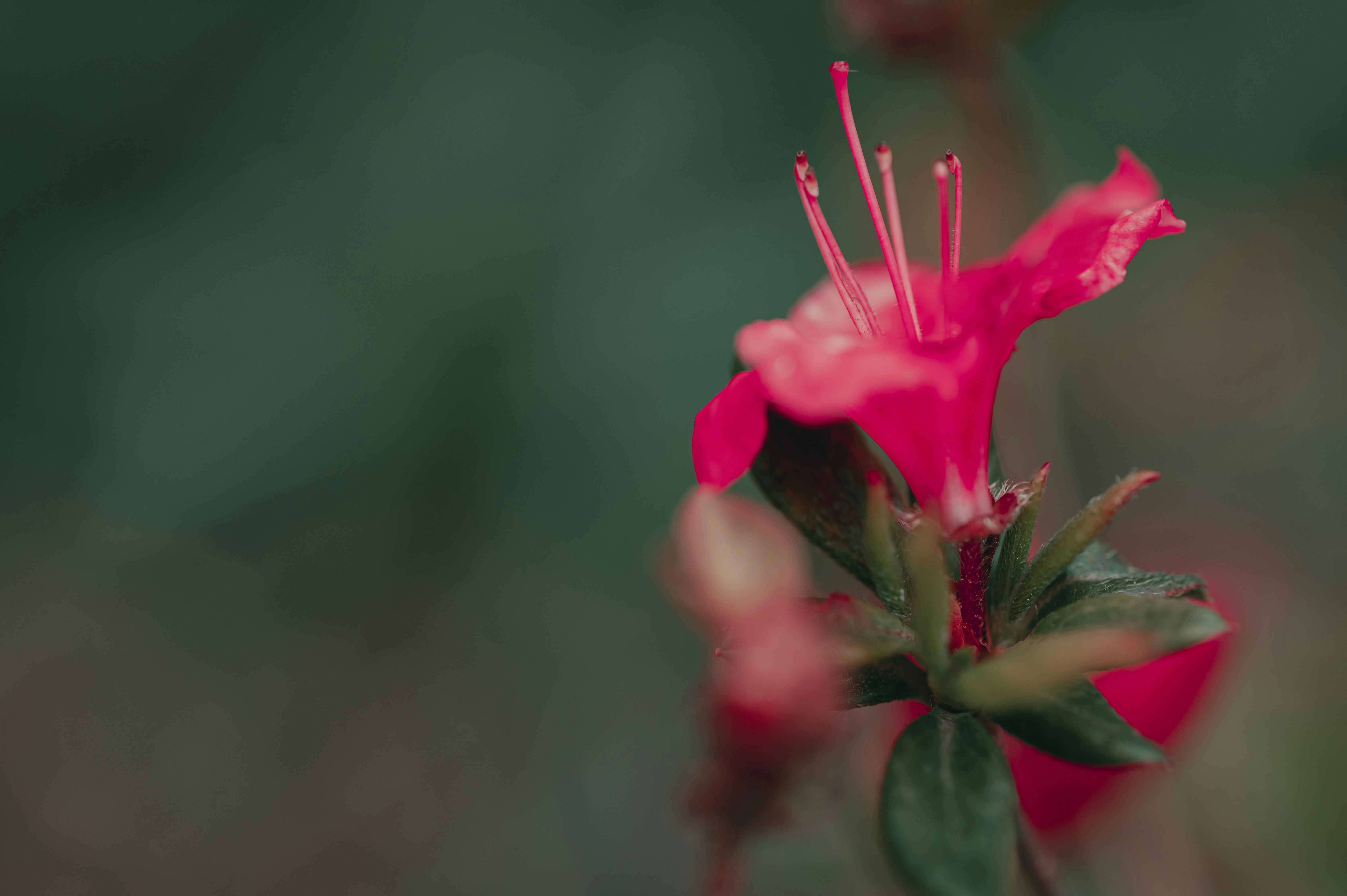 Photo by volodymyr_leush