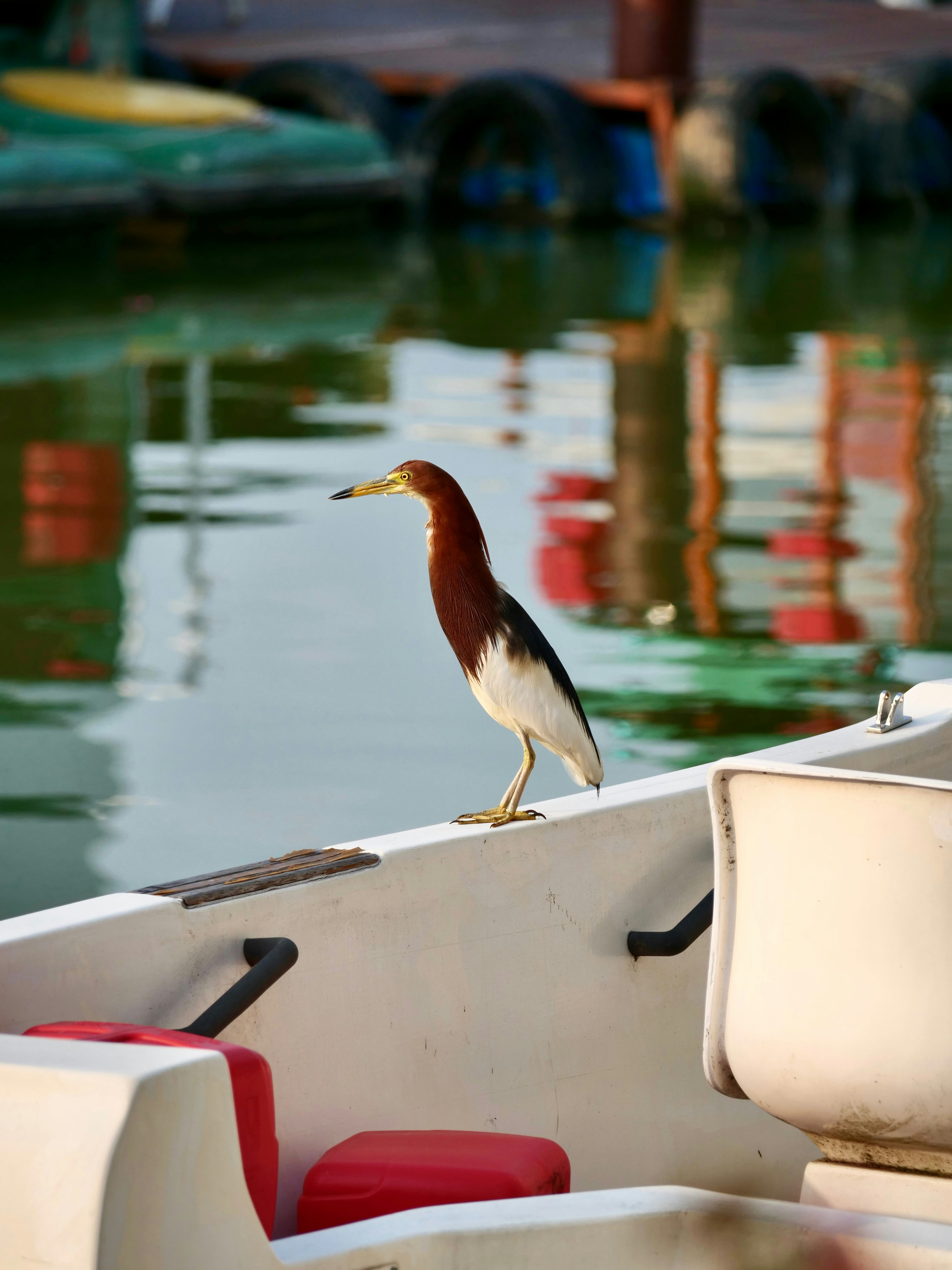 A bird poses proudly on a boat.