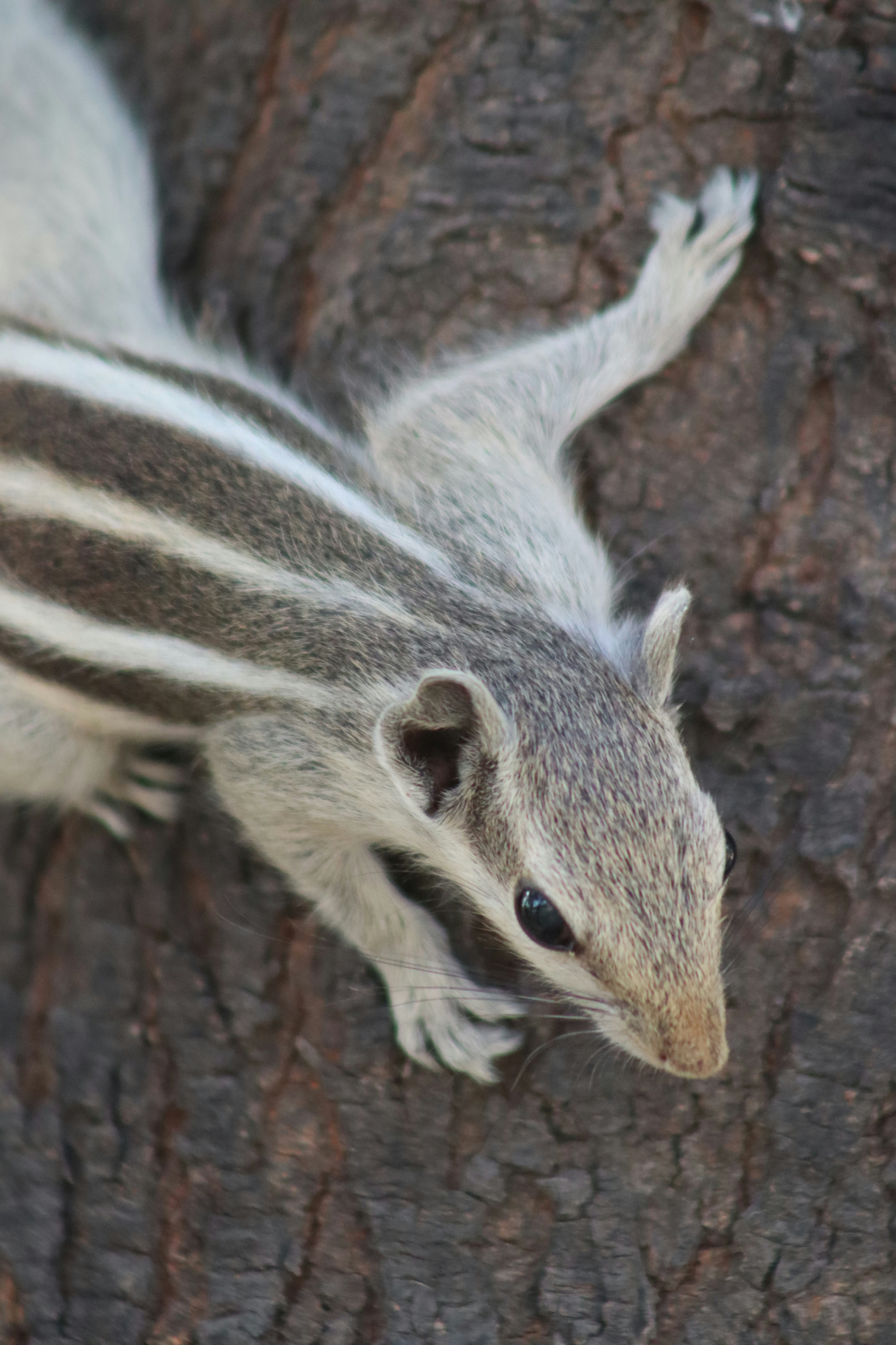 Un écureuil rayé s’accroche à un arbre.