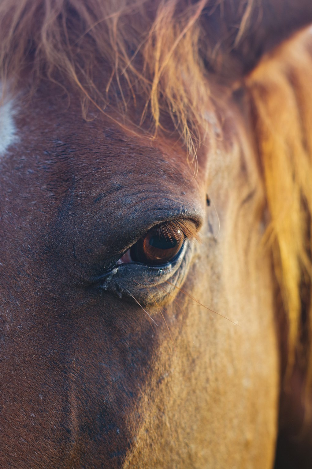 Cuarto de Milla: La Raza Más Versátil de América