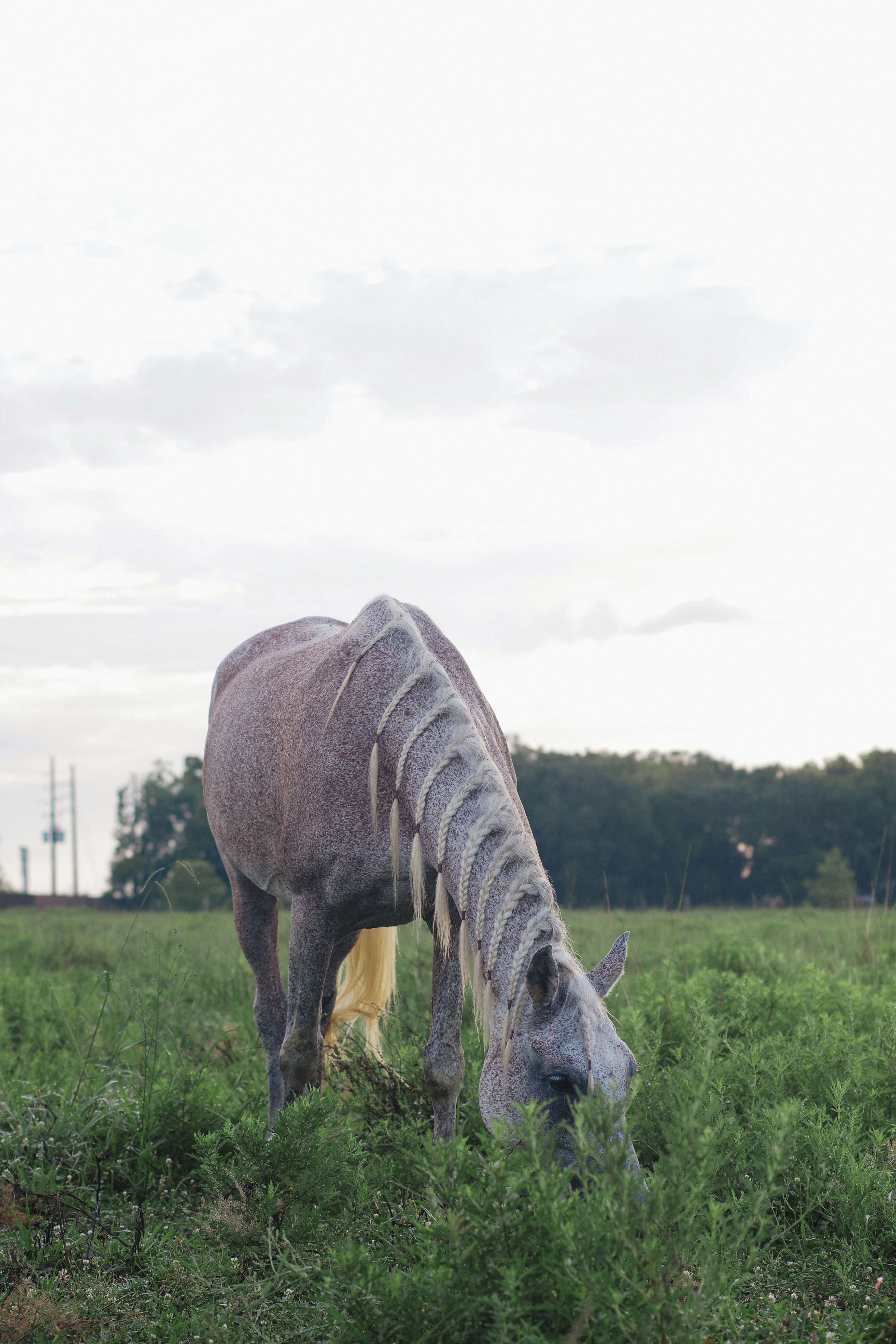 A horse grazes happily in a green meadow.