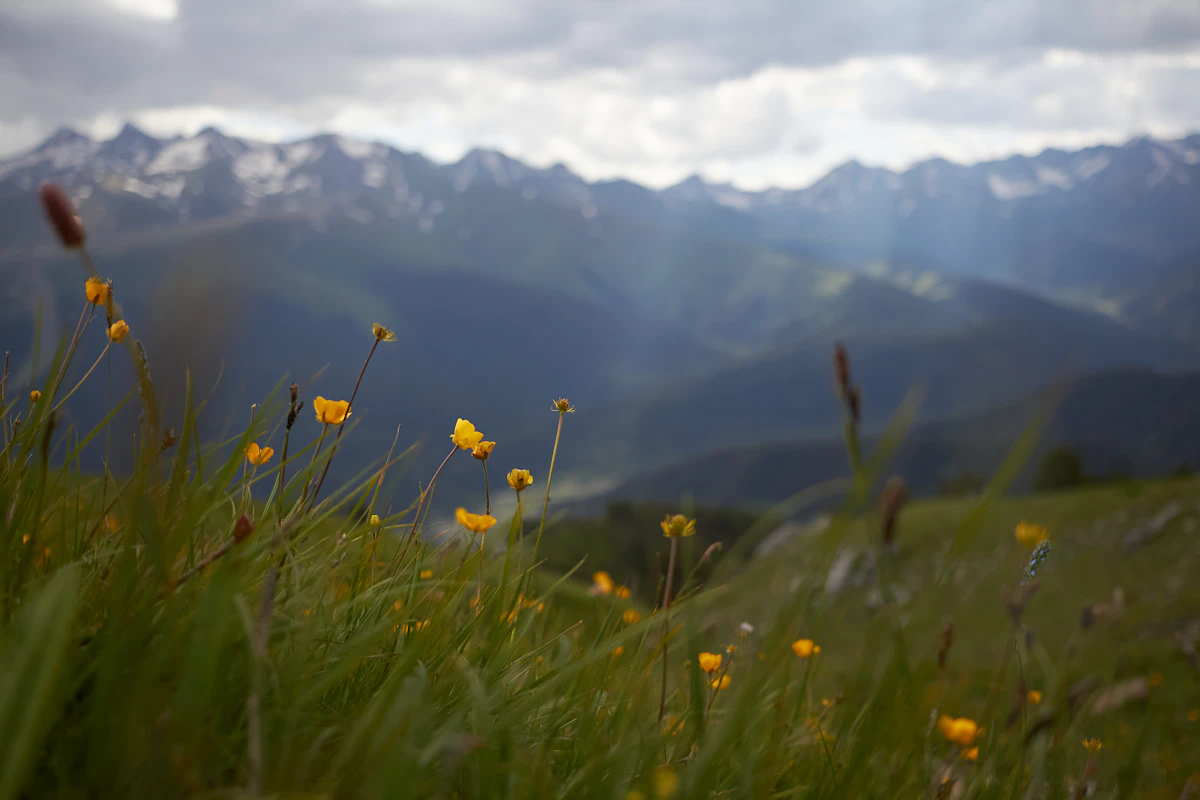 Yellow wildflowers bloom in a mountain meadow