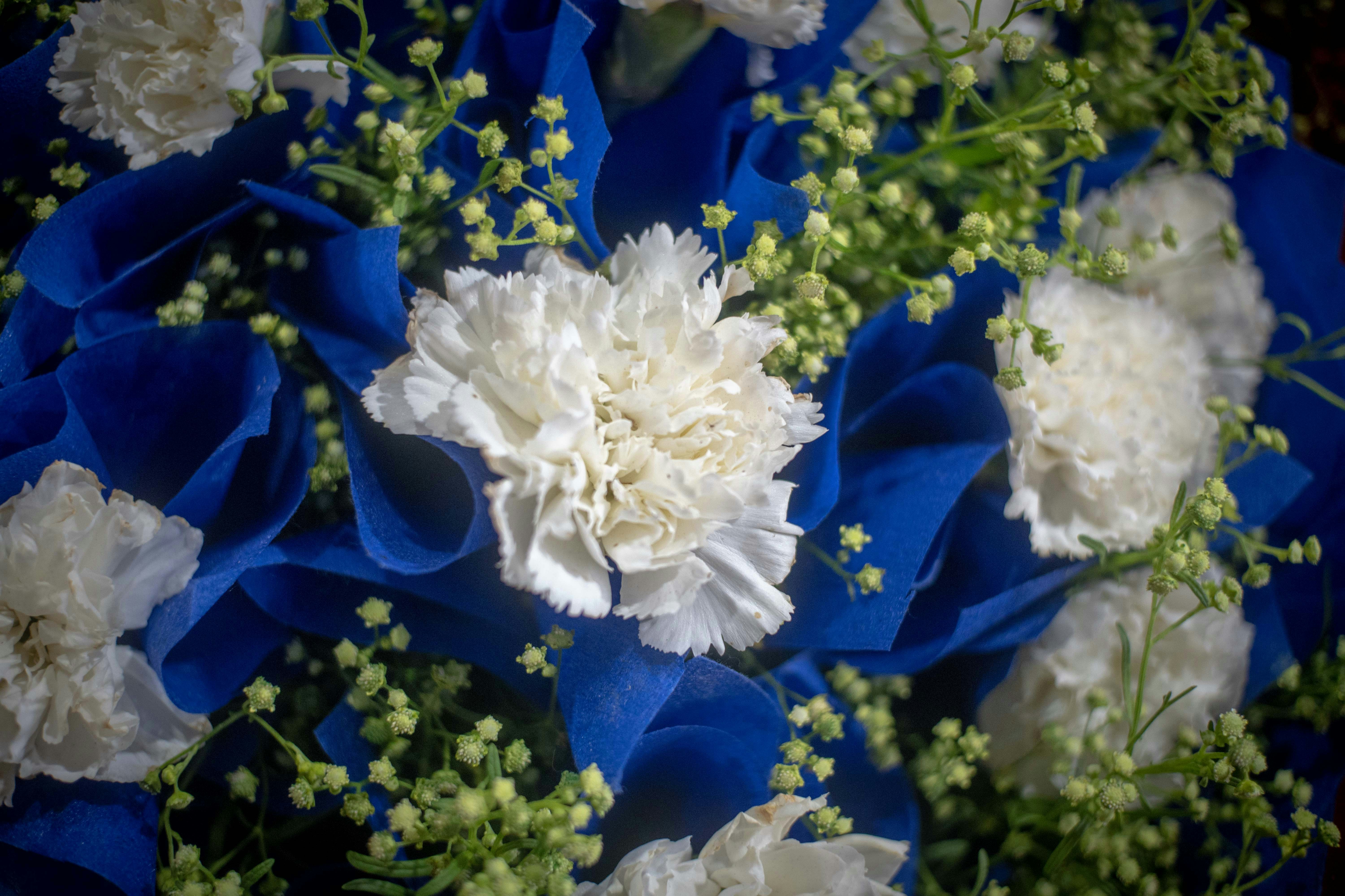 Fotomural White flowers with blue accents