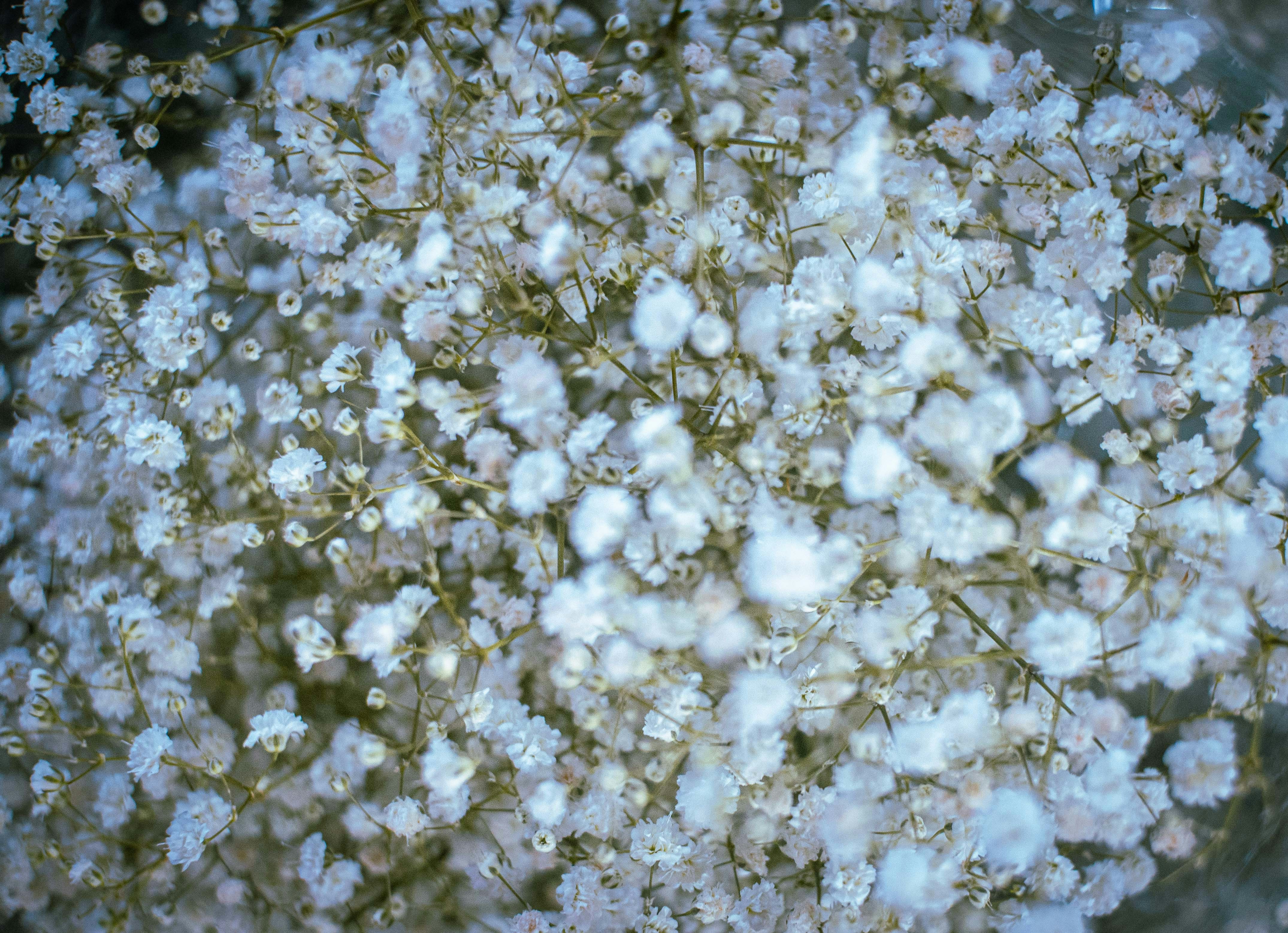 Las flores blancas del aliento del bebé llenan el marco.