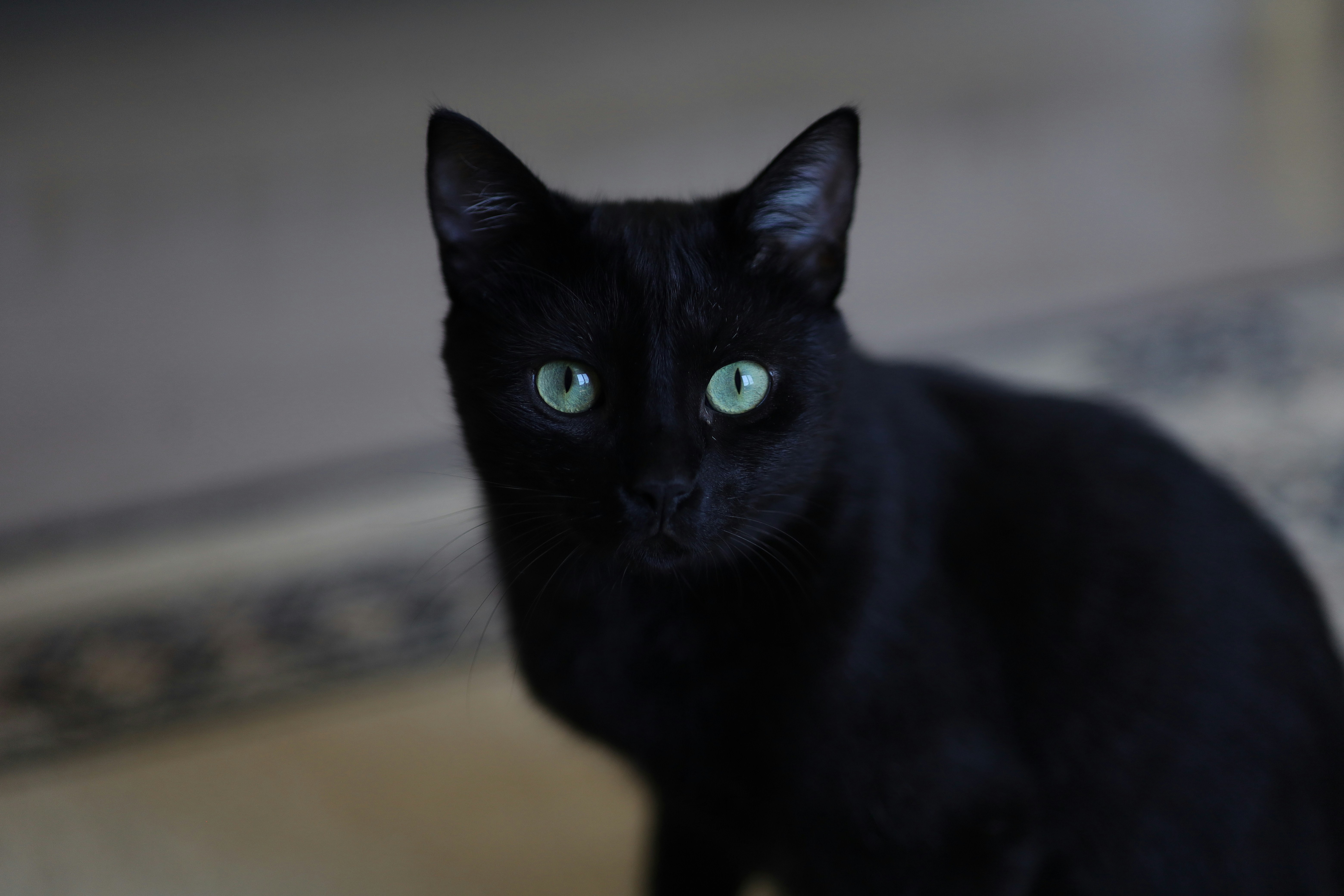 A black cat with green eyes stares intently. photo – Free Cat Image on  Unsplash, image size:3000x2000
