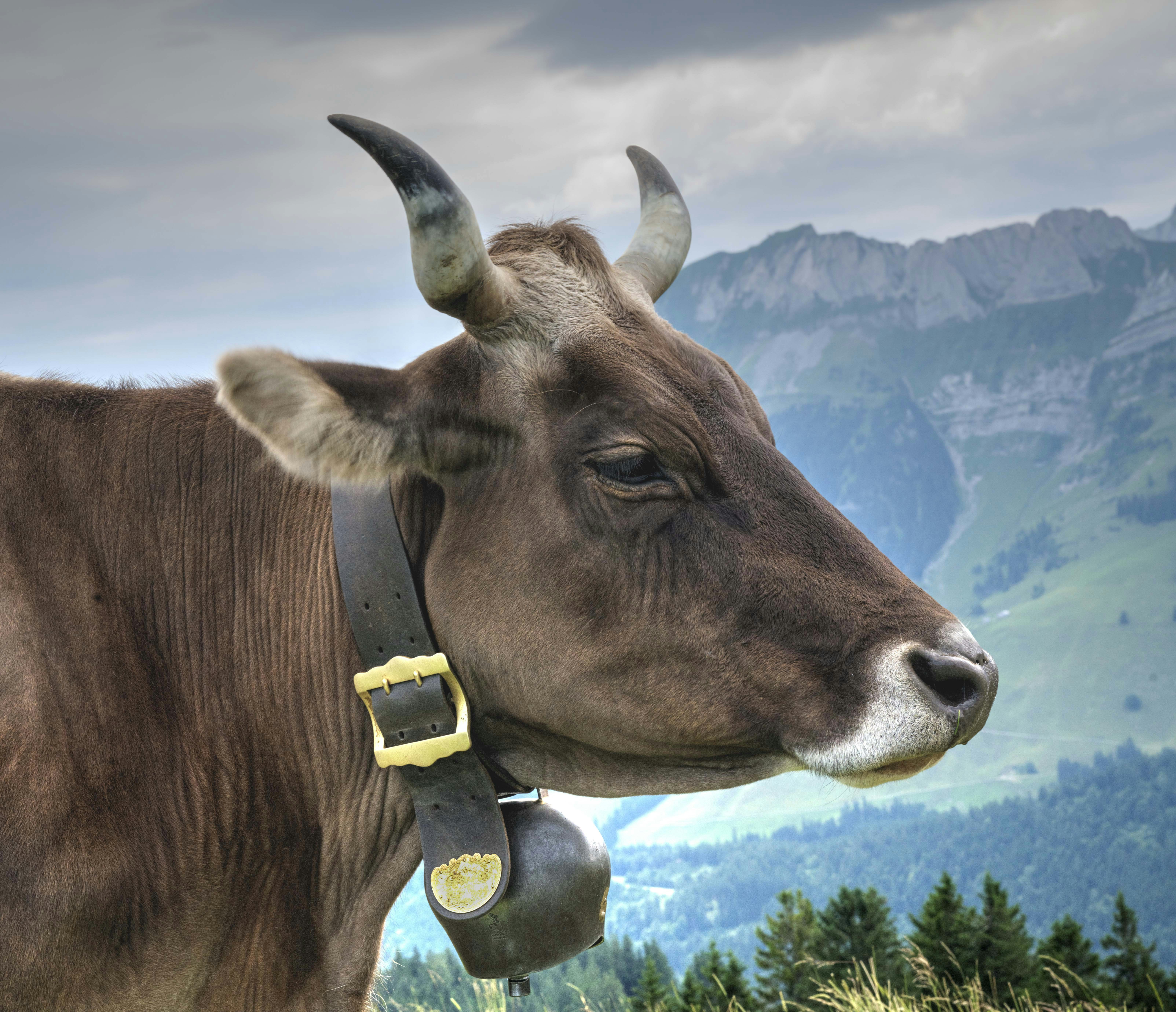 A brown cow wears a bell.