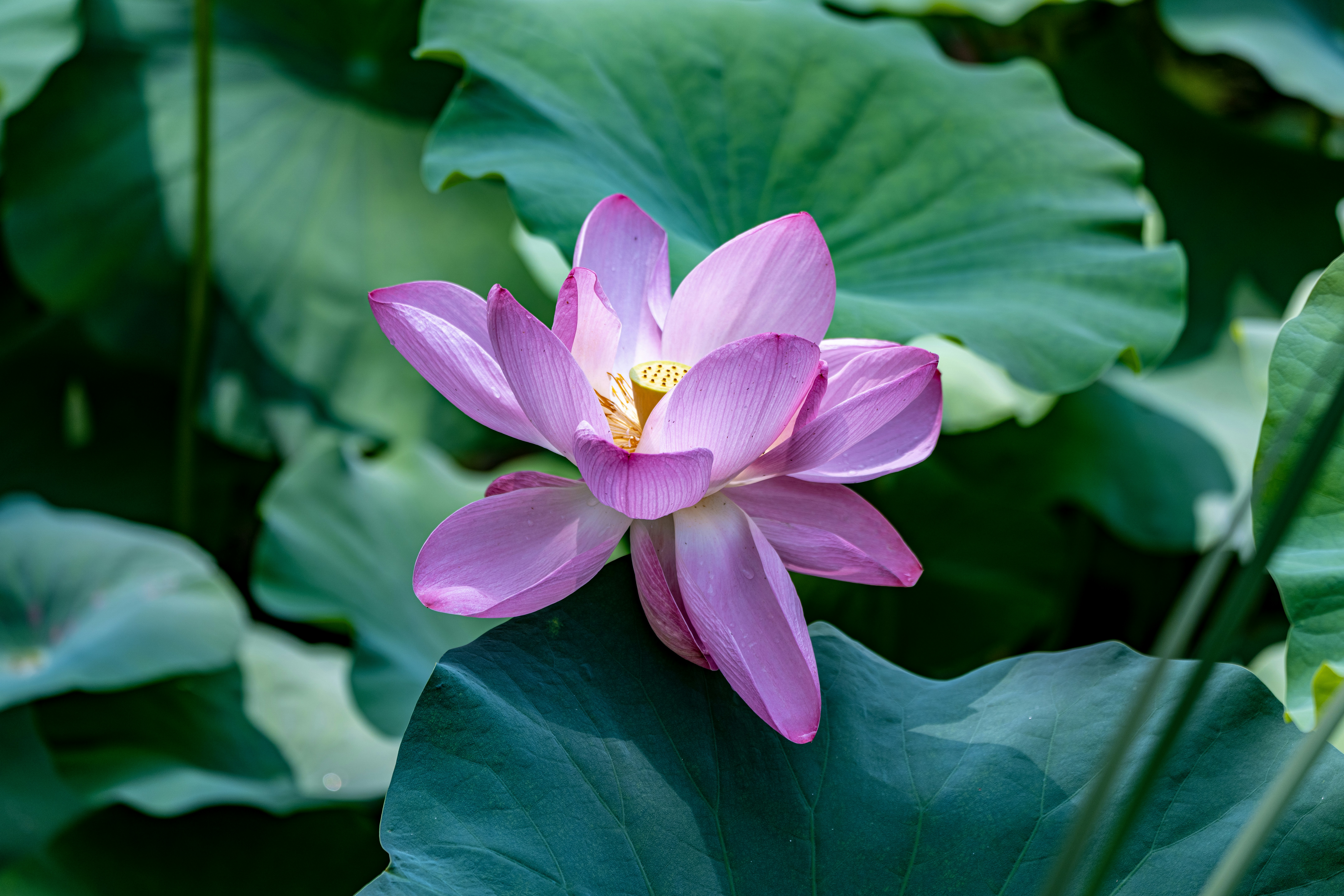 Photo by douglasalan