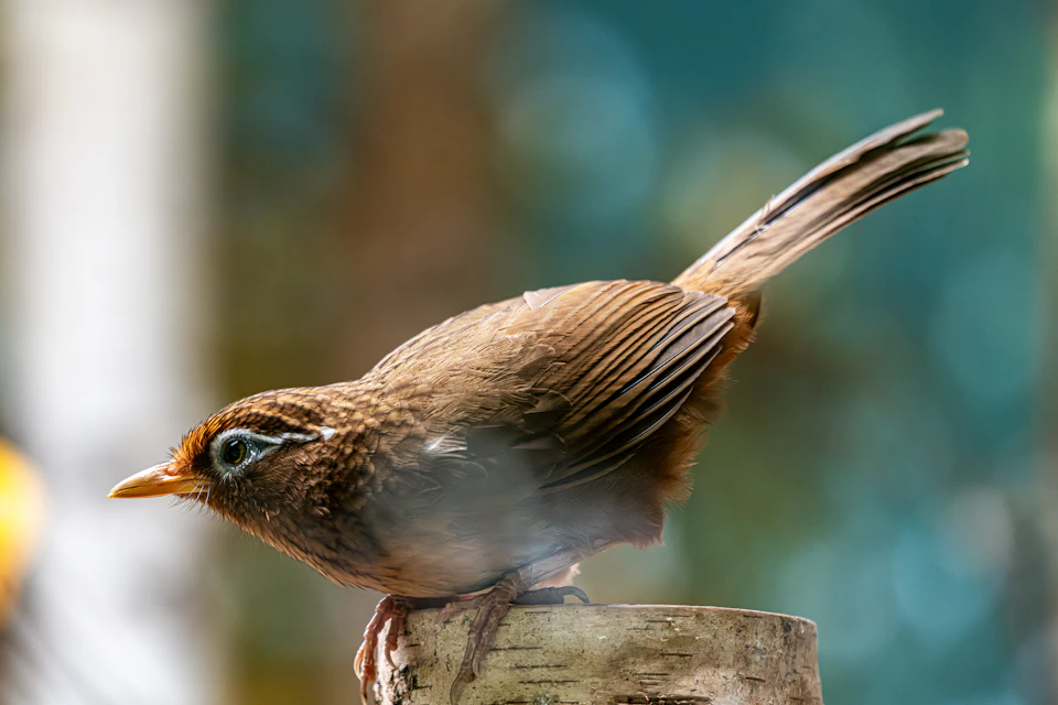 The image depicts a small brown bird perched on a wooden post, facing towards the left side of the frame. The bird's body is slightly tilted to the right, and its wings are folded neatly at its sides. The background features a blurred green tree branch, providing a natural backdrop for the bird in focus.