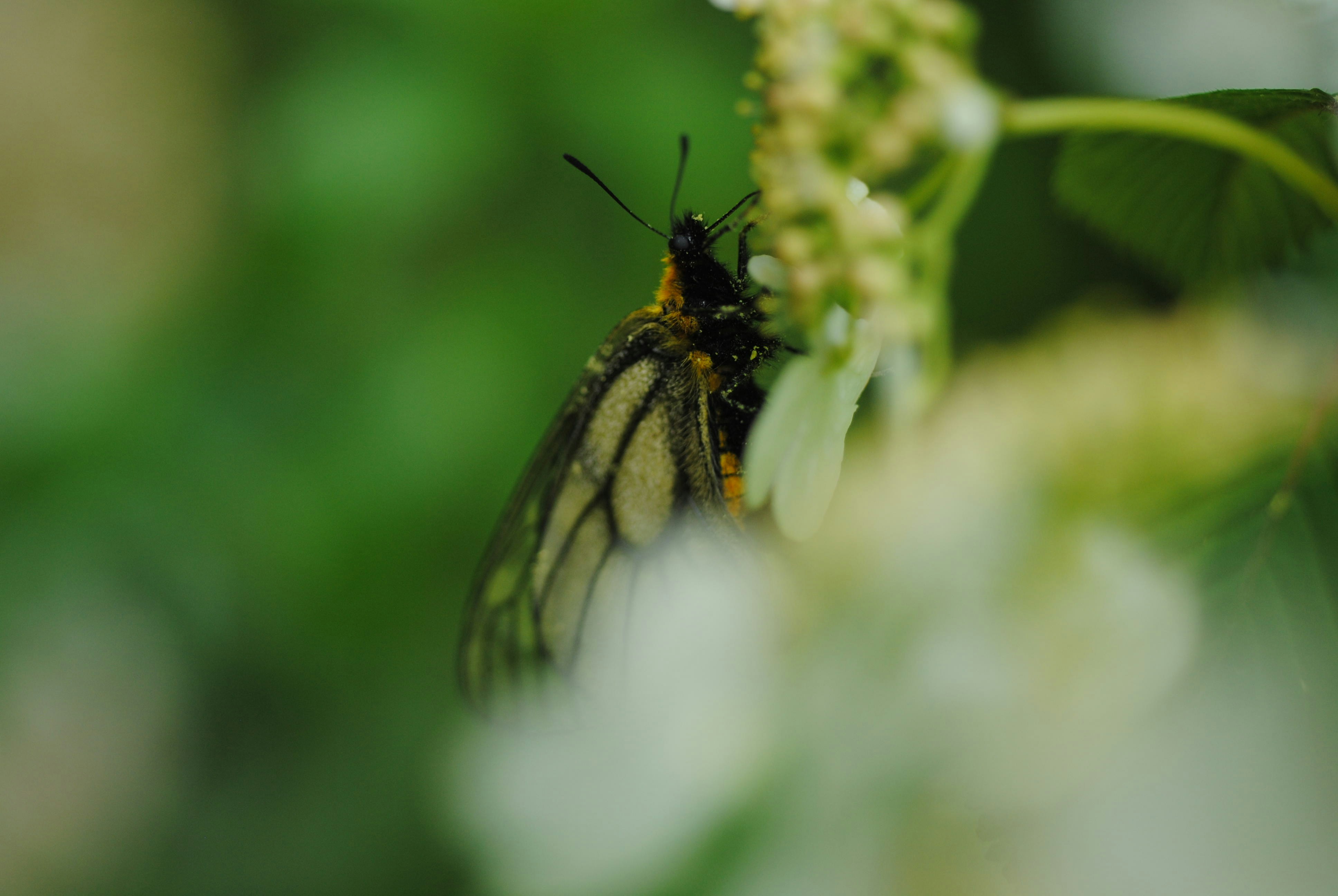 A butterfly feeds on a flower.