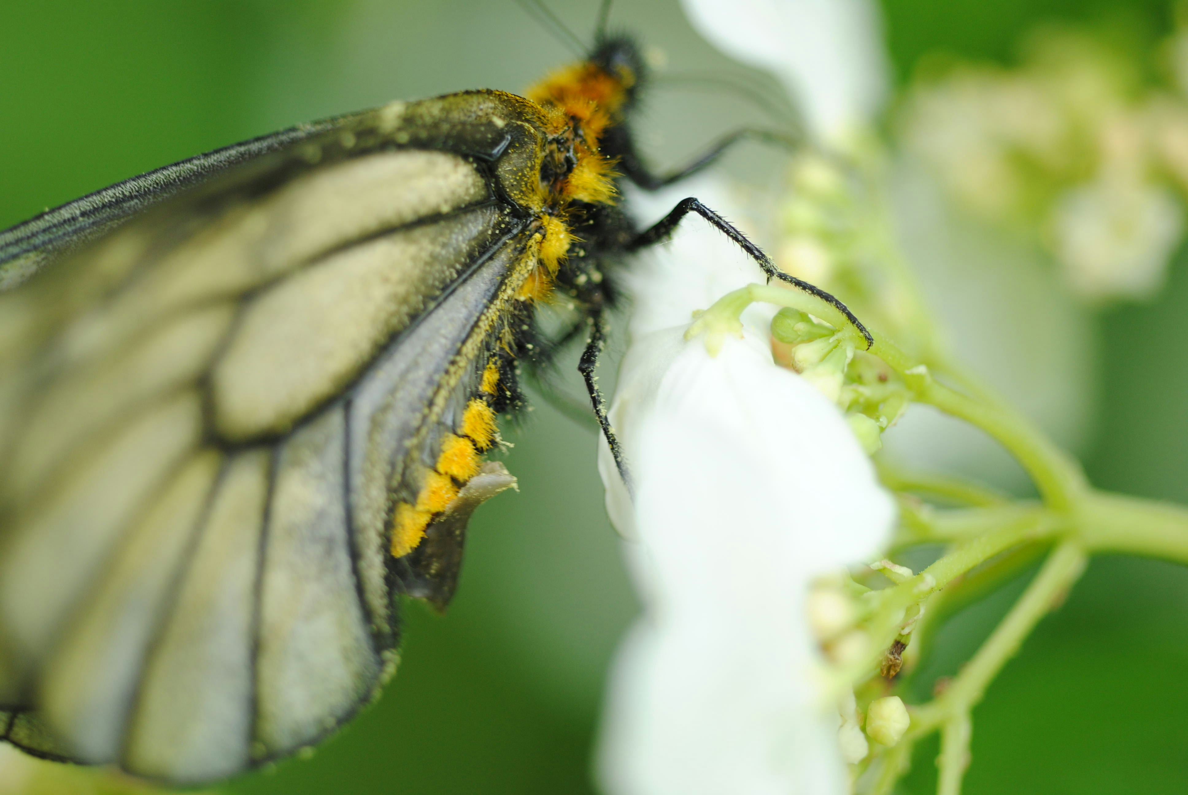 Butterfly feeding on a white flower.