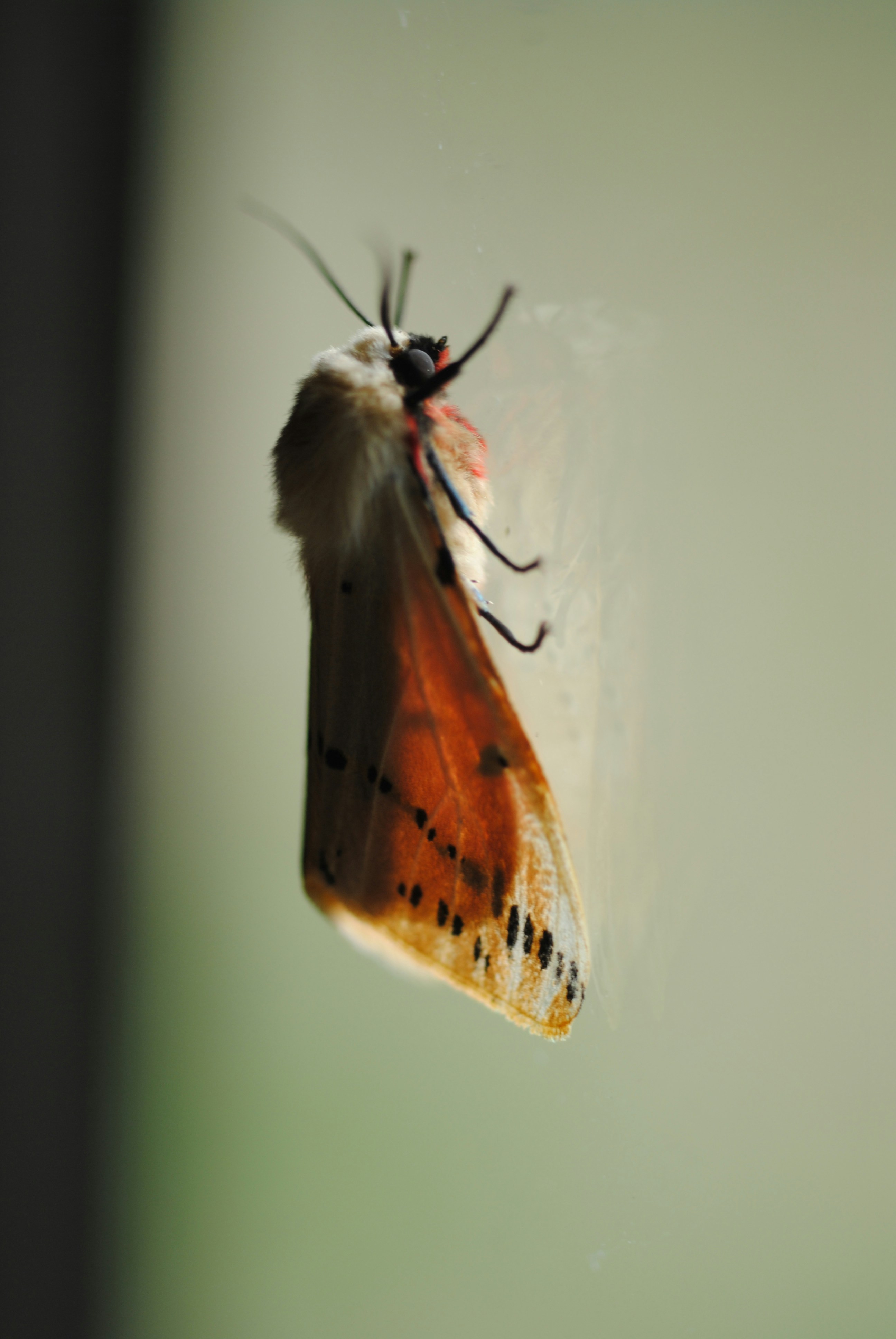 A moth clings to a windowpane. photo – Free Animal Image on Unsplash
