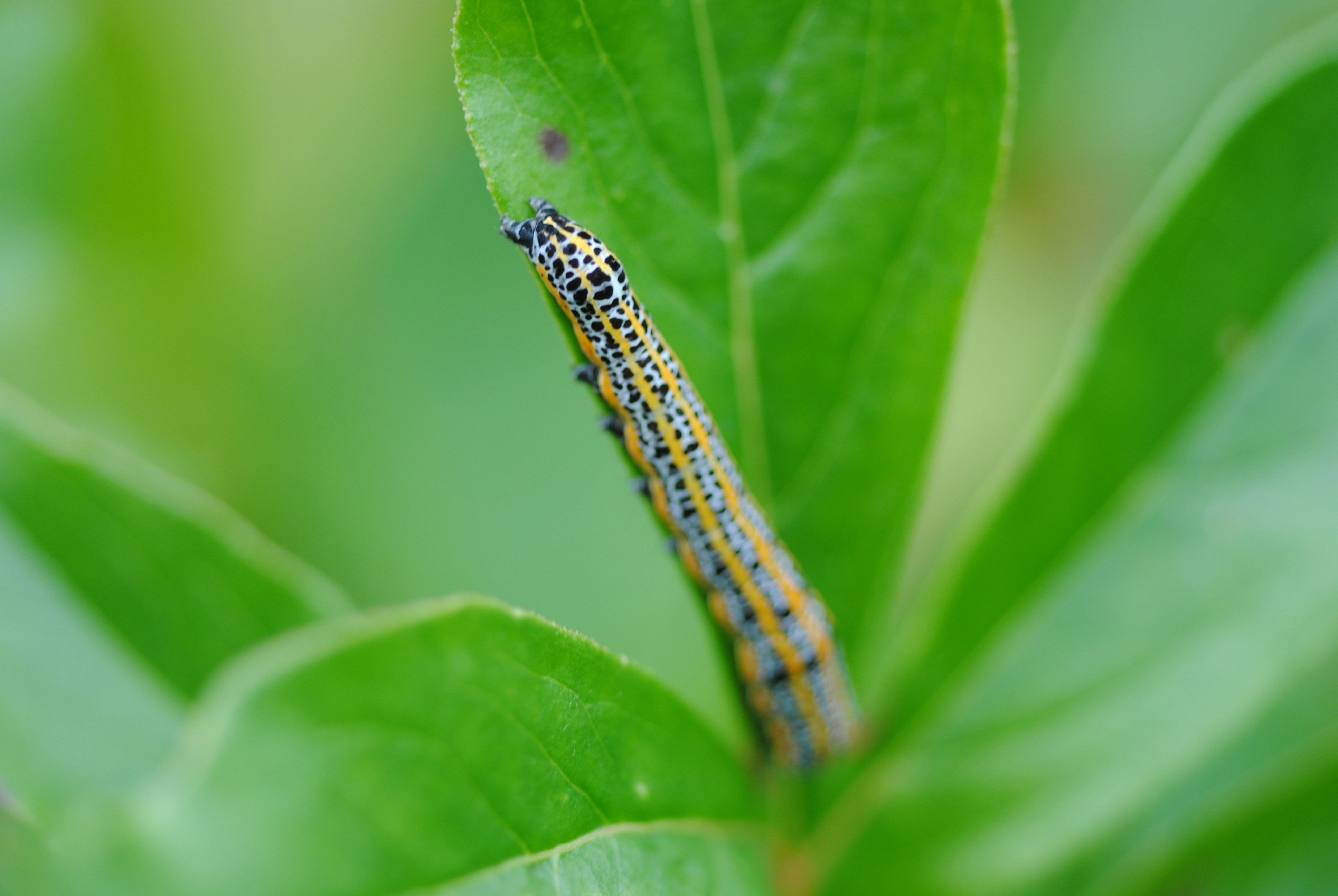 A caterpillar rests on a vibrant green leaf.
