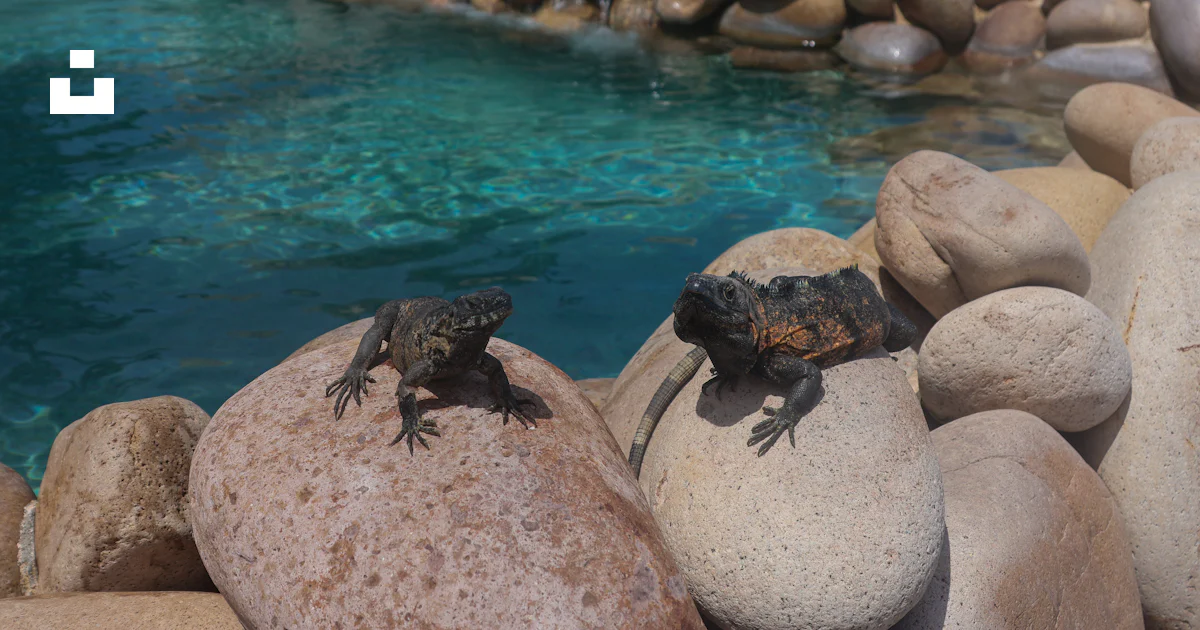 Lizard In Pool Lizards rest on rocks next to a pool. photo – Free Pool Image on Unsplash