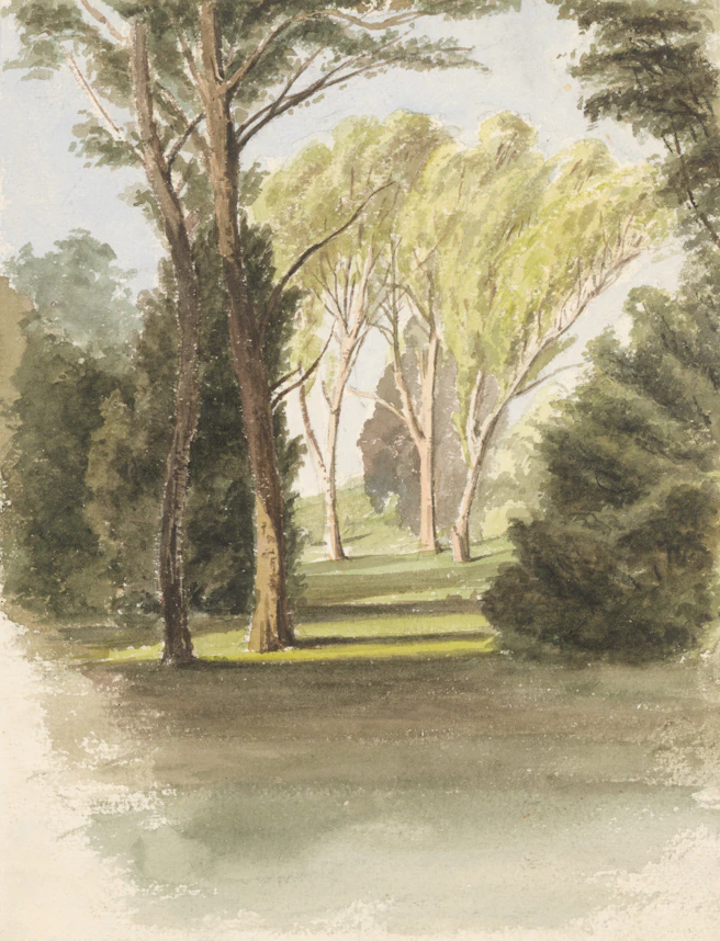 Sunlit trees in a park with dappled shadows