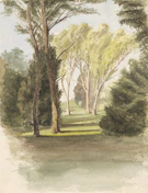 Sunlit trees in a park with dappled shadows