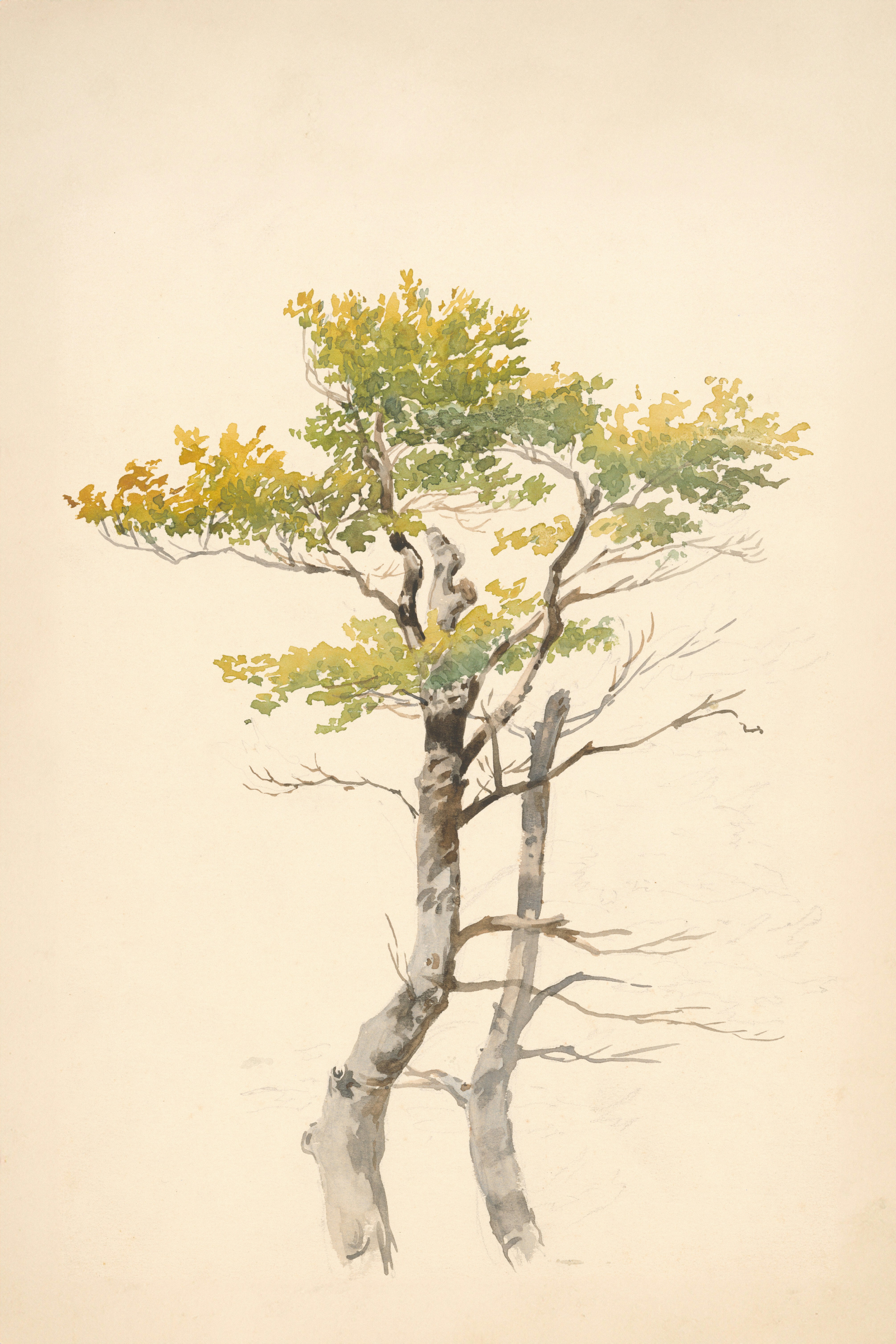 Watercolor painting of two trees with green and yellow leaves.