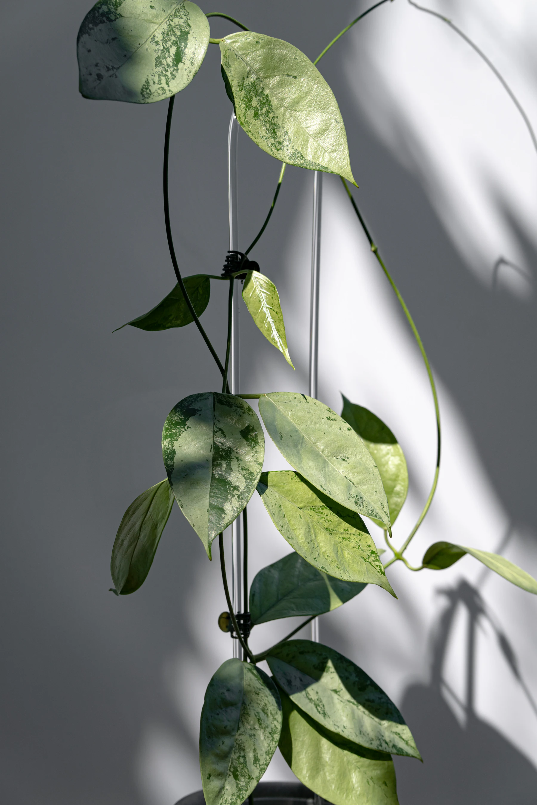 A hoya with speckled, pointed leaves twining up a thin wire trellis in window light