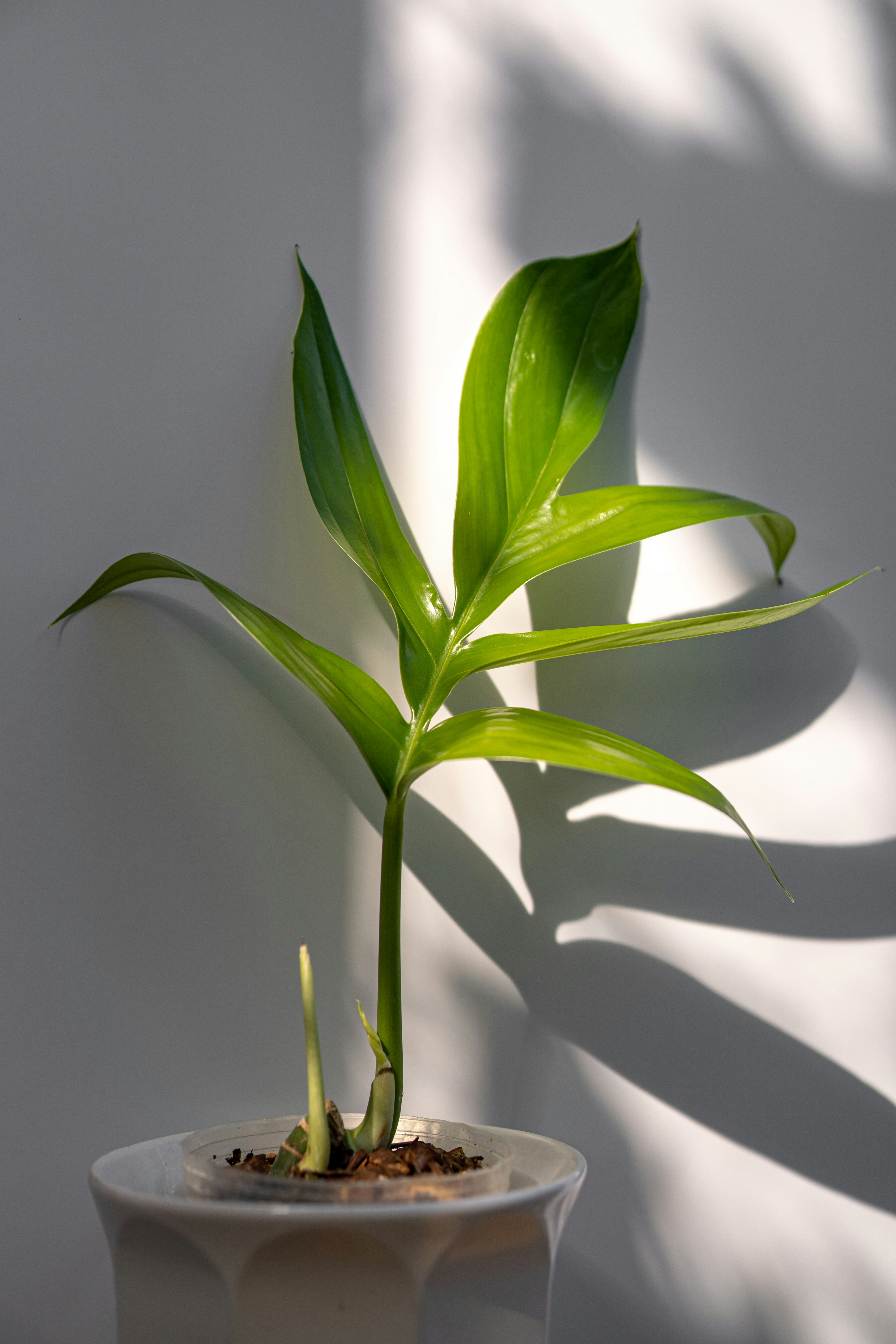 Photo by excusethemoss