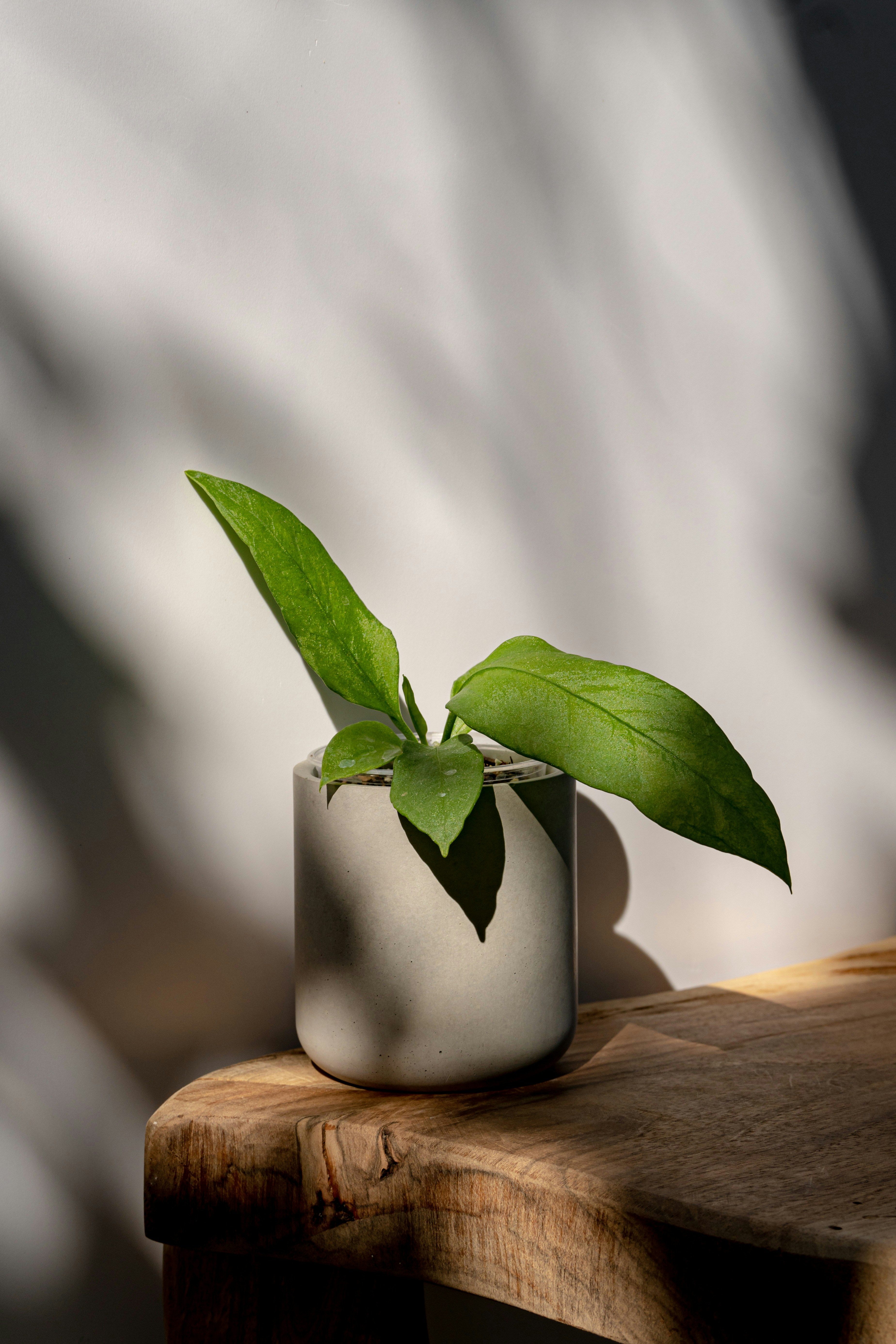 Photo by excusethemoss