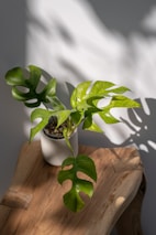 A plant sits on a wooden surface in sunlight.
