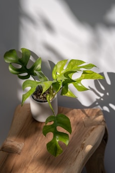 A plant sits on a wooden surface in sunlight.