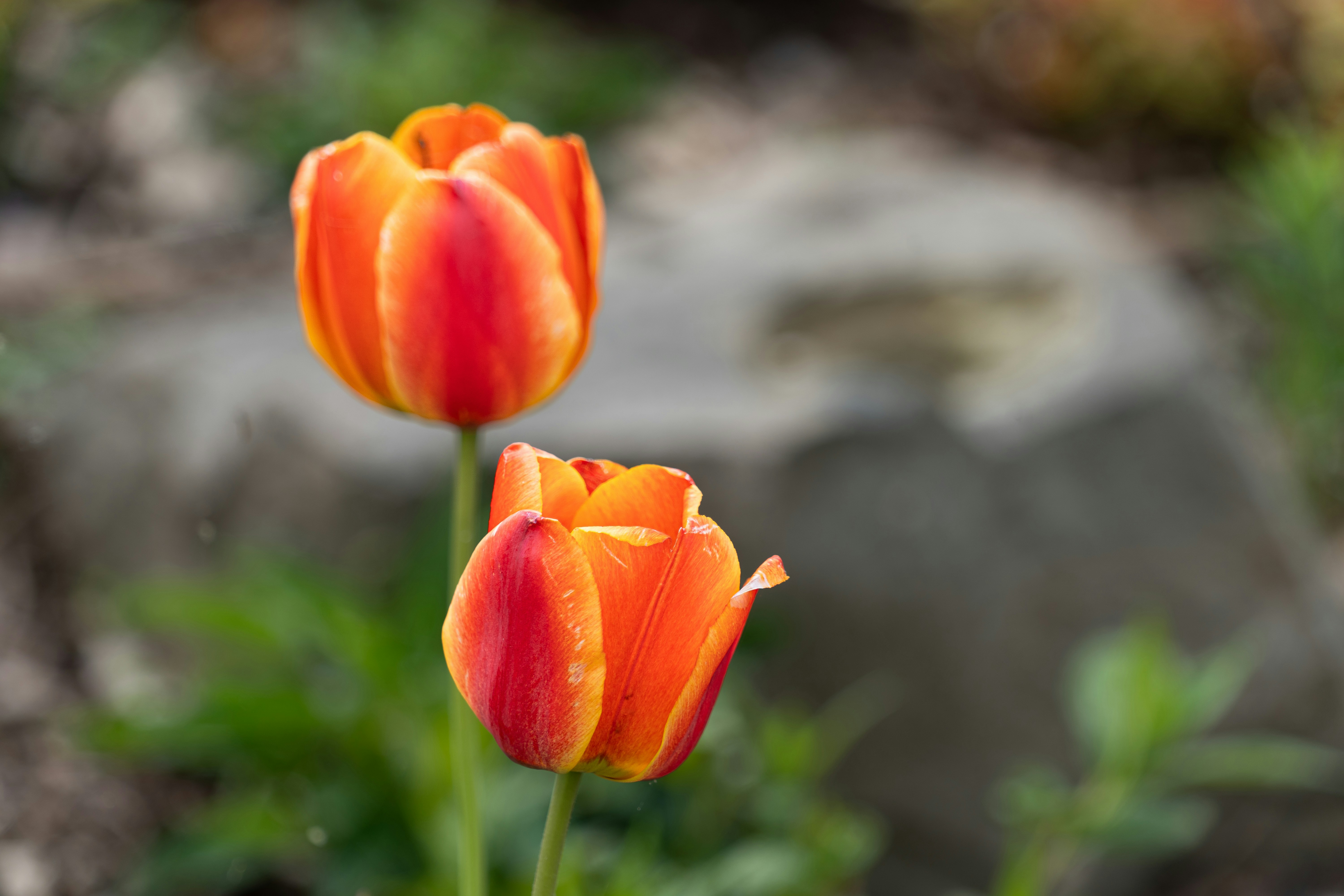 Dos tulipanes de color naranja vibrante están en flor. foto – Imagen de  Flores gratuita en Unsplash, image size:3000x2000