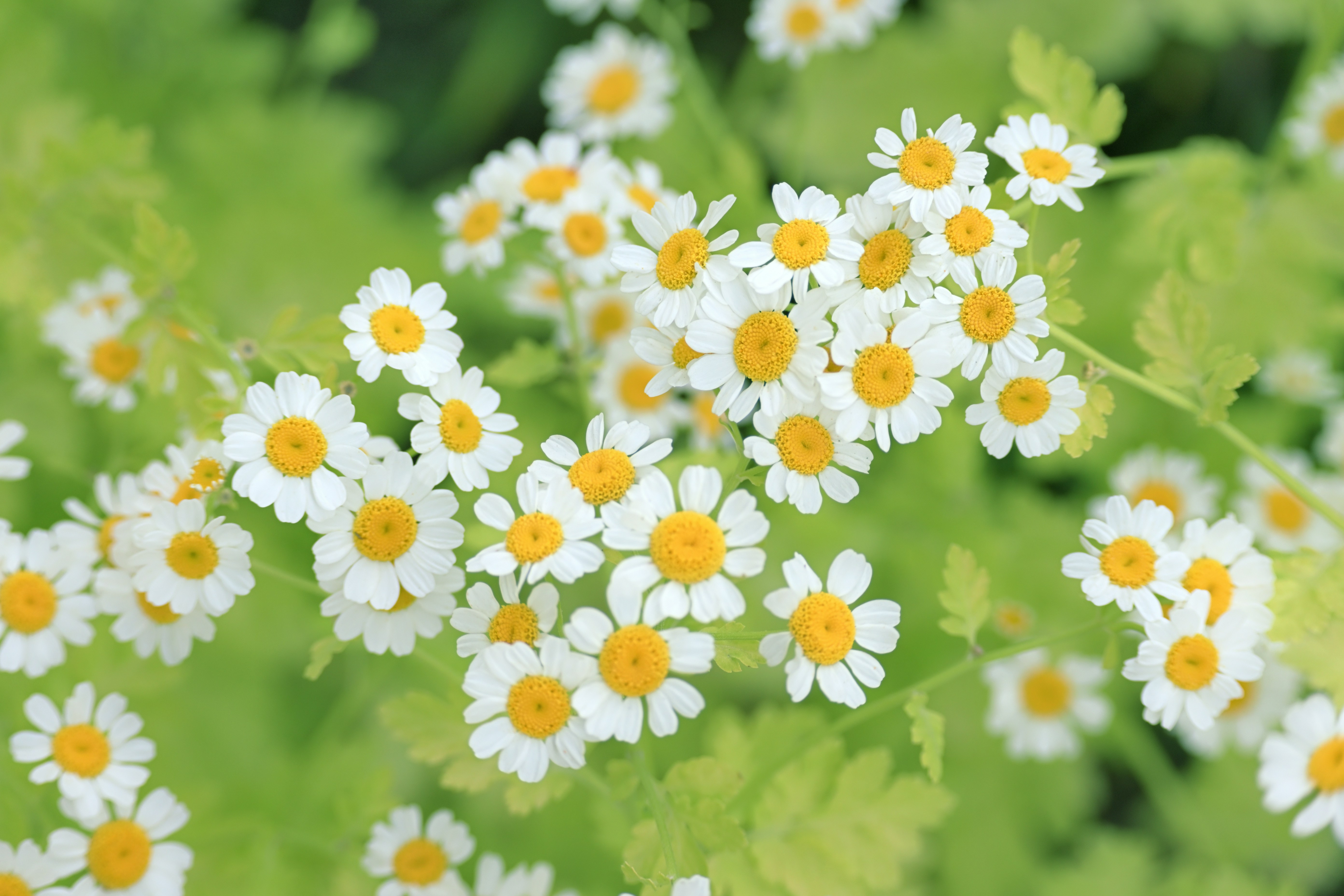 Photo by fleeting_glow