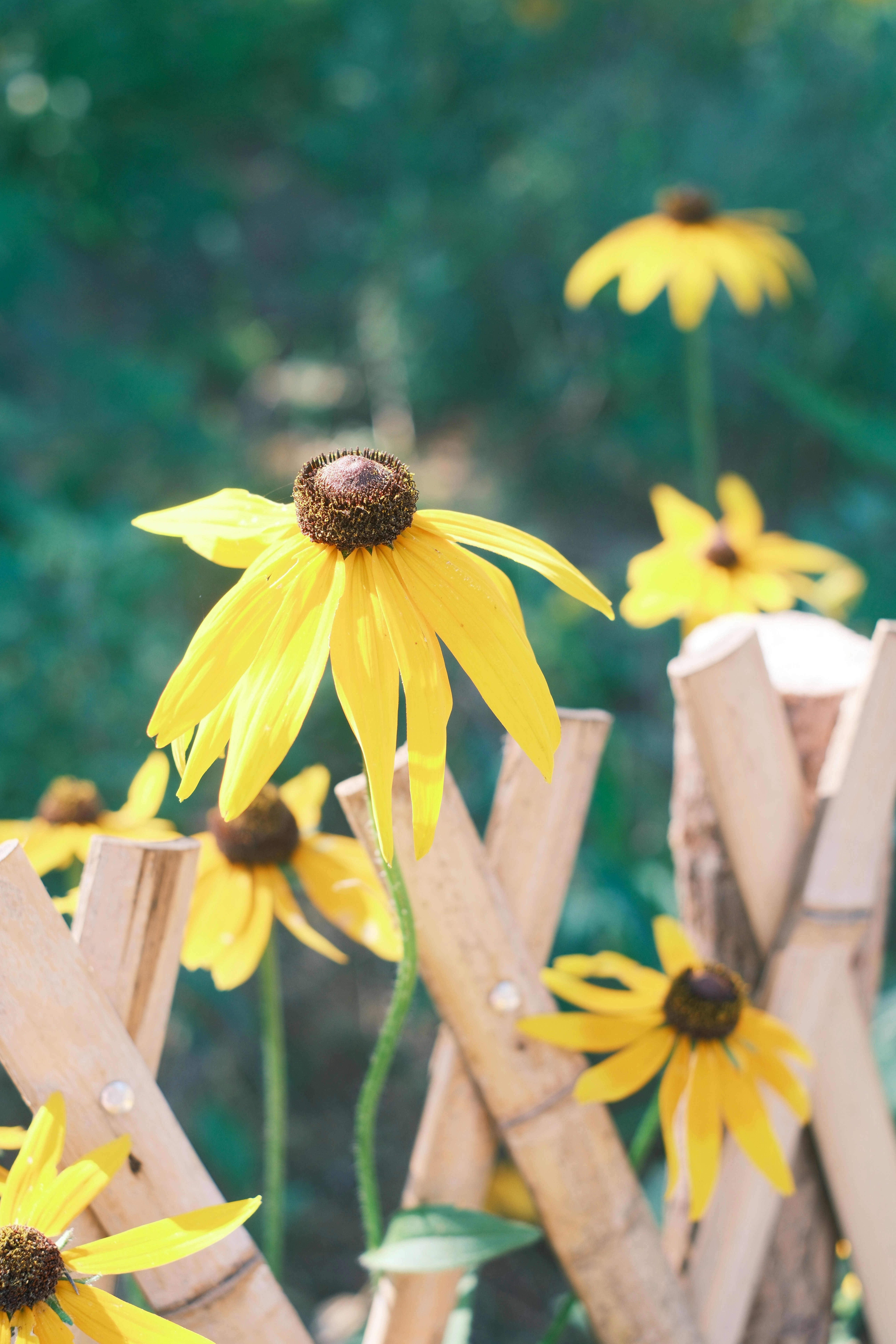Yellow black-eyed susans bloom near a wooden fence. photo – Free Flower ...