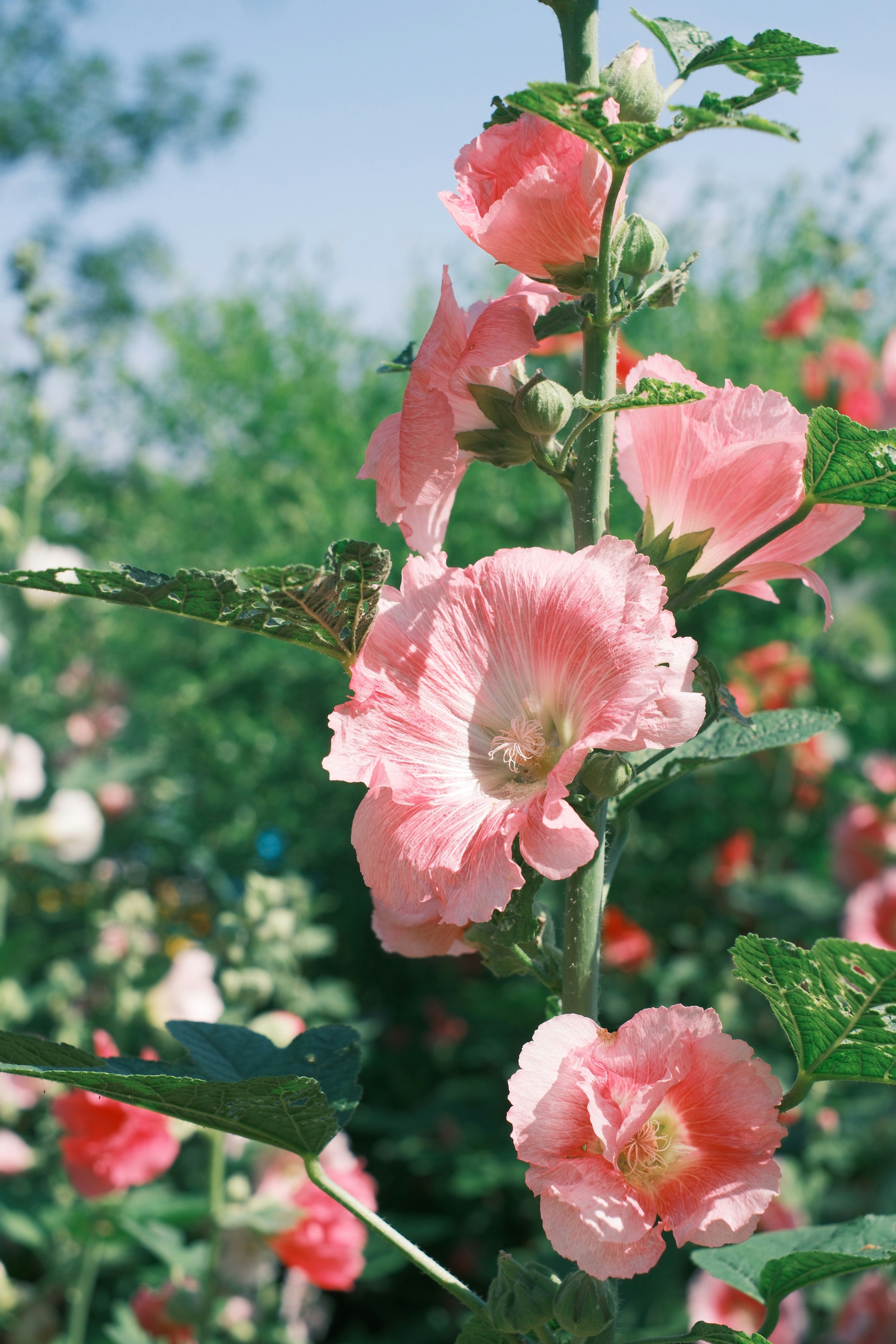 Photo by roseroseli