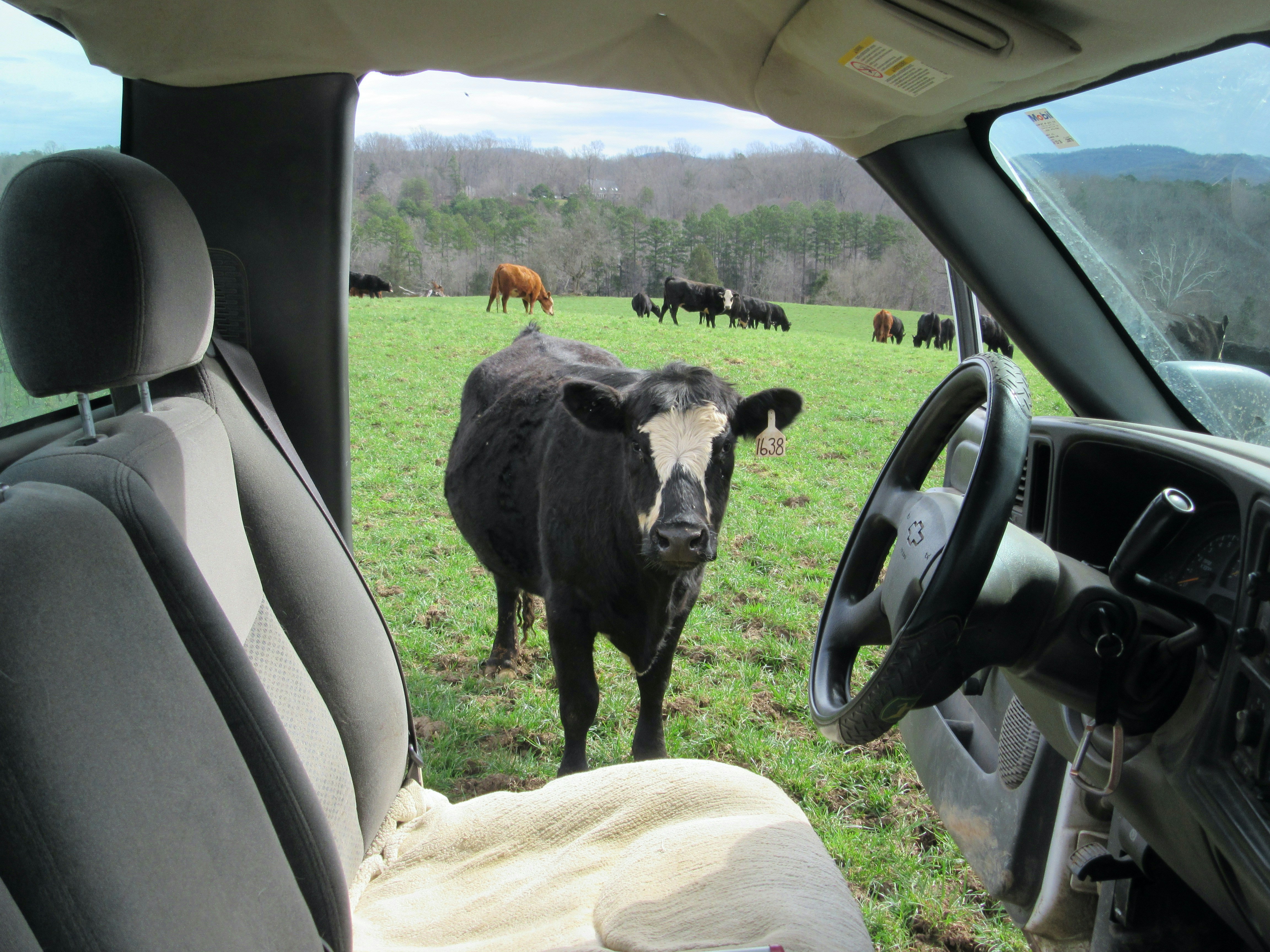 Cow staring into the truck.