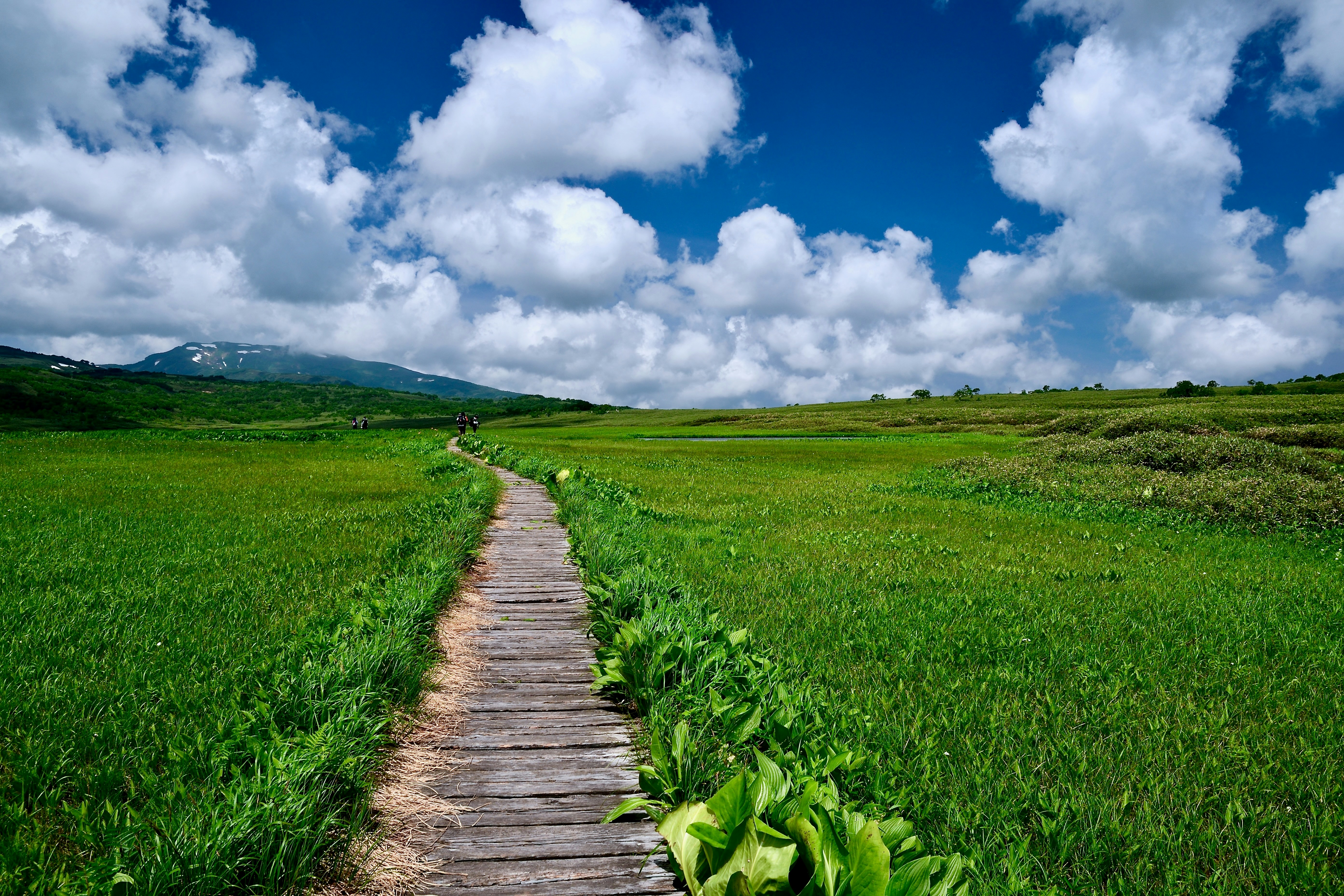 A wooden path leads through a green meadow.