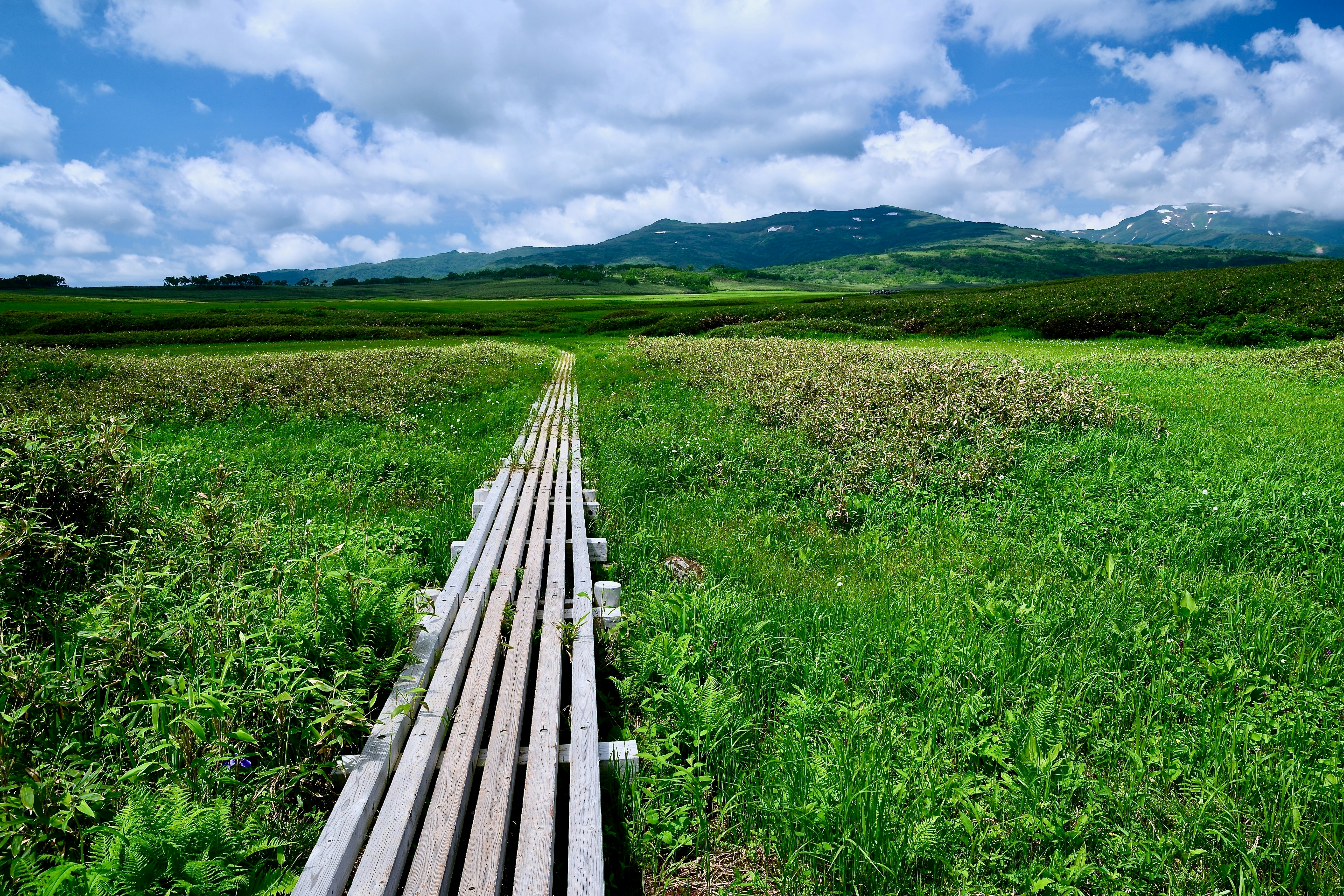 Wooden pathway leads through a lush, green landscape.