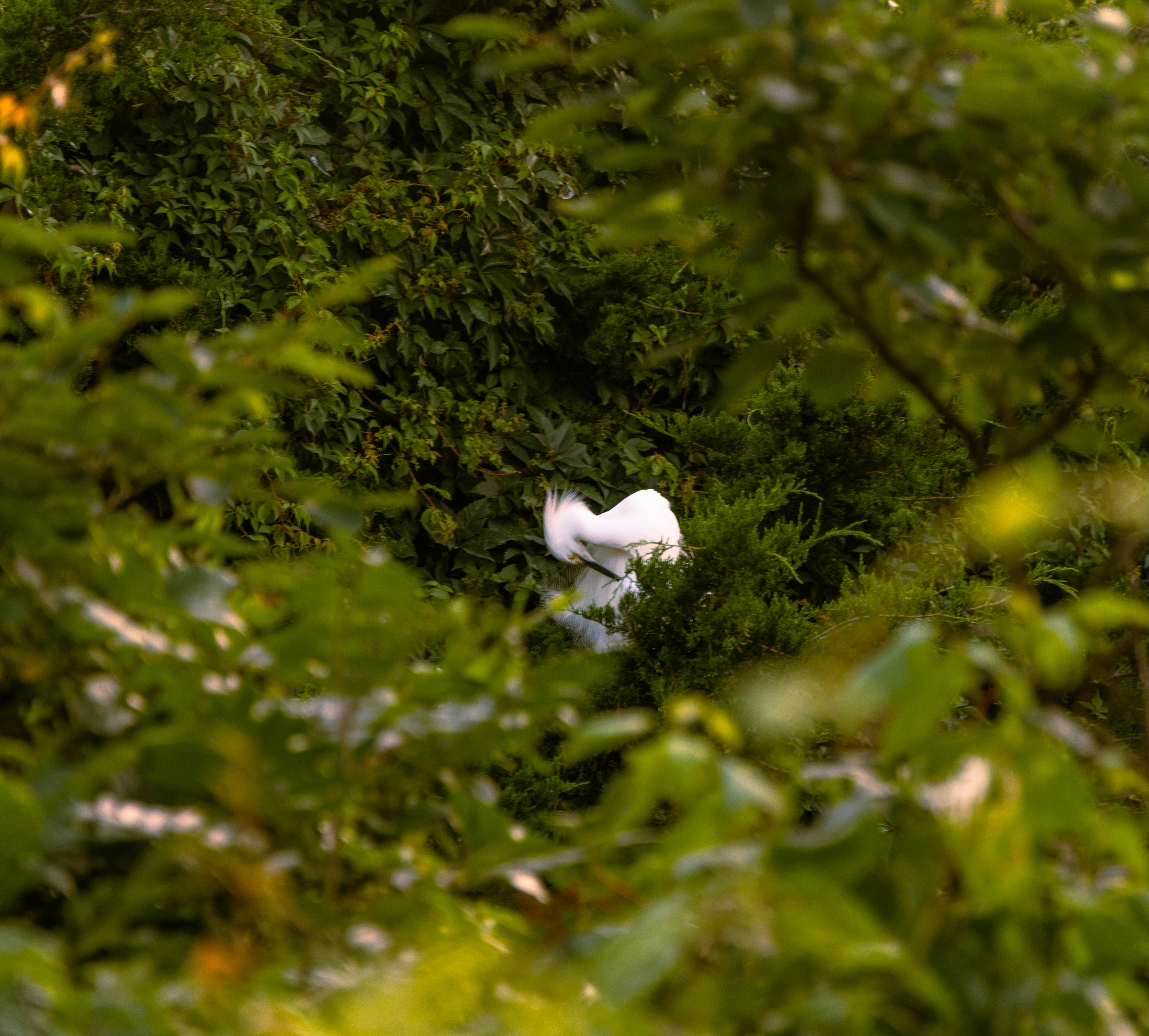 A white bird is hidden among green foliage.